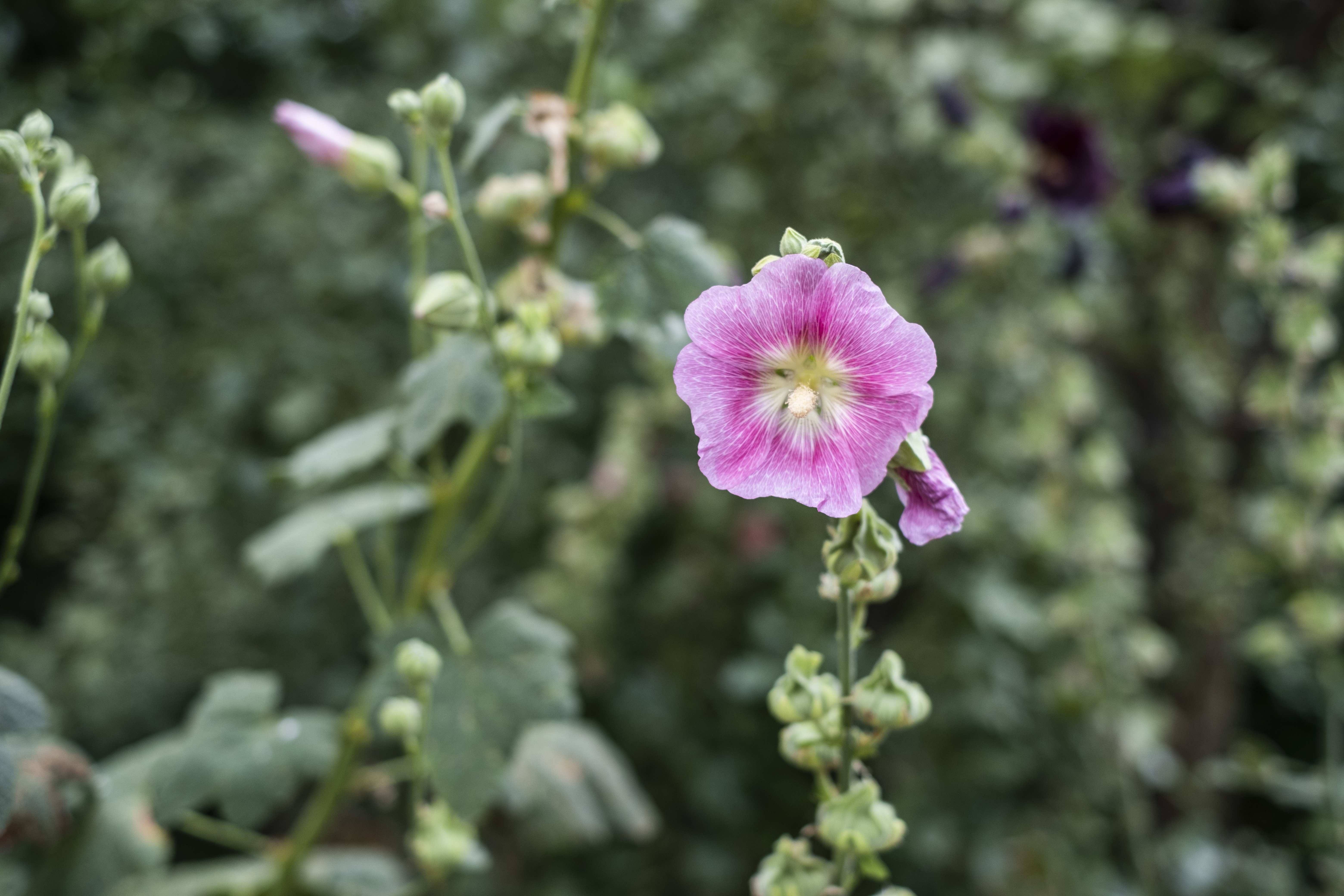 En rosa blomma i solsken.