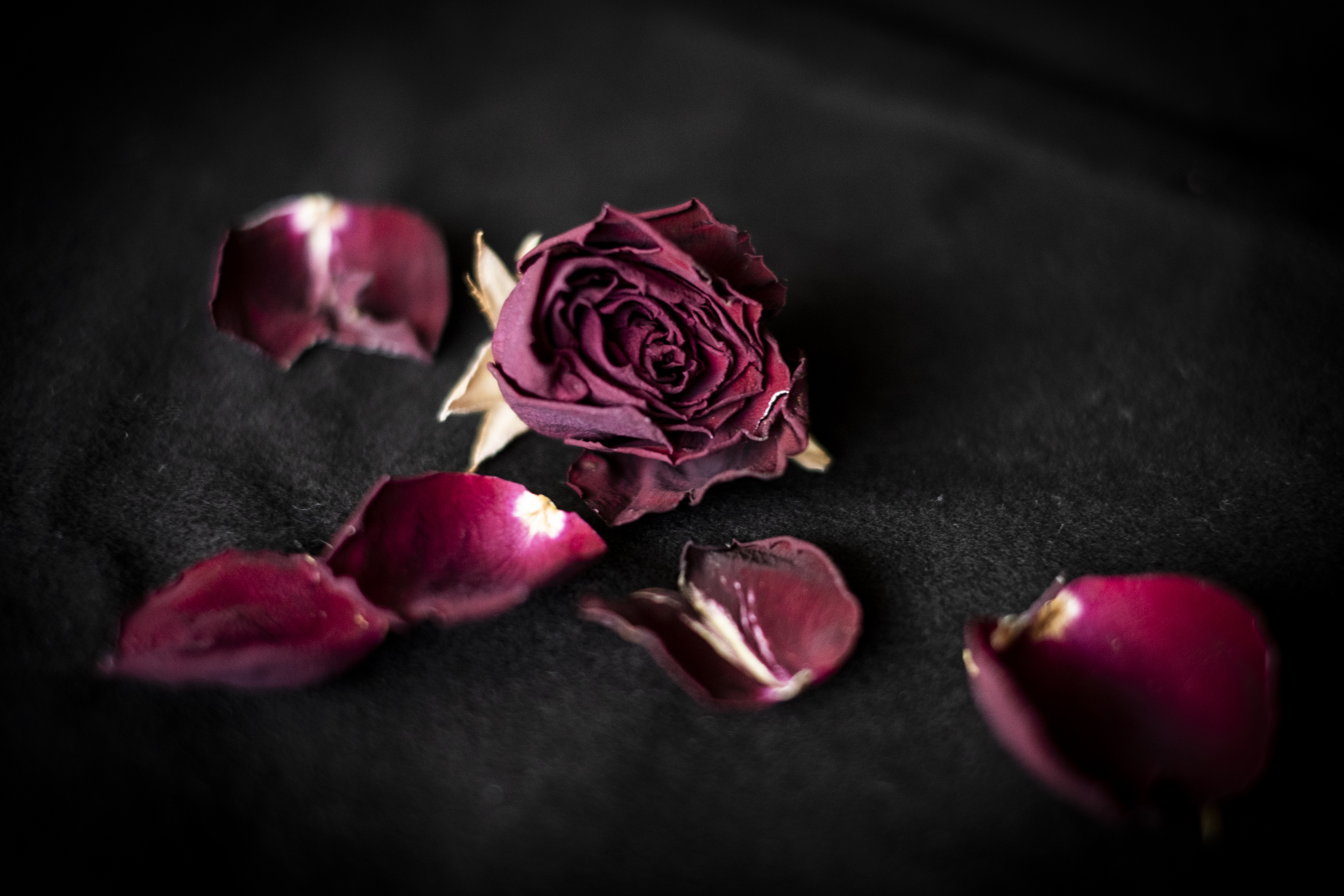 En torkad ros och dess blomblad ligger utspridda.