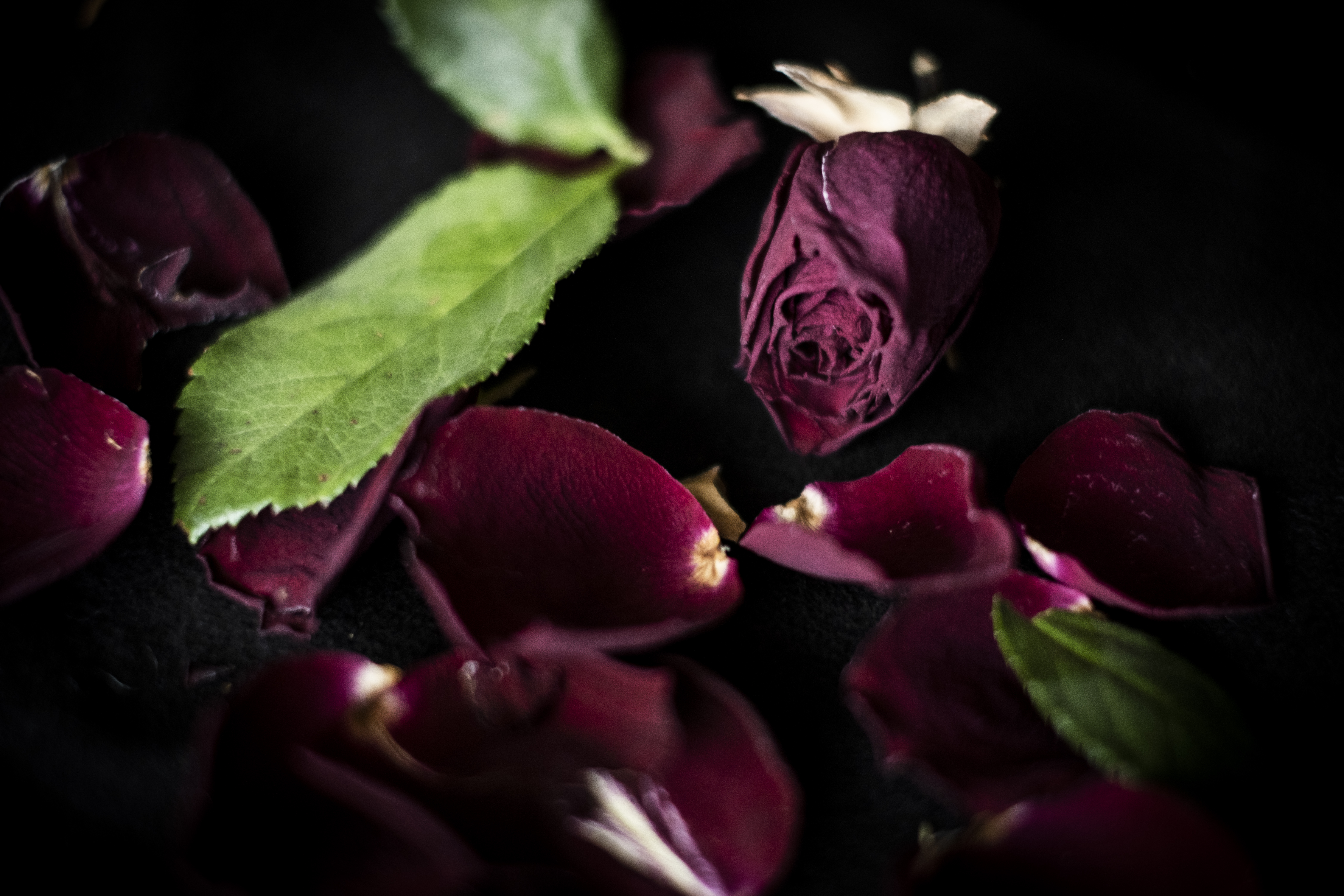 Mörkröda rosor i mörker.