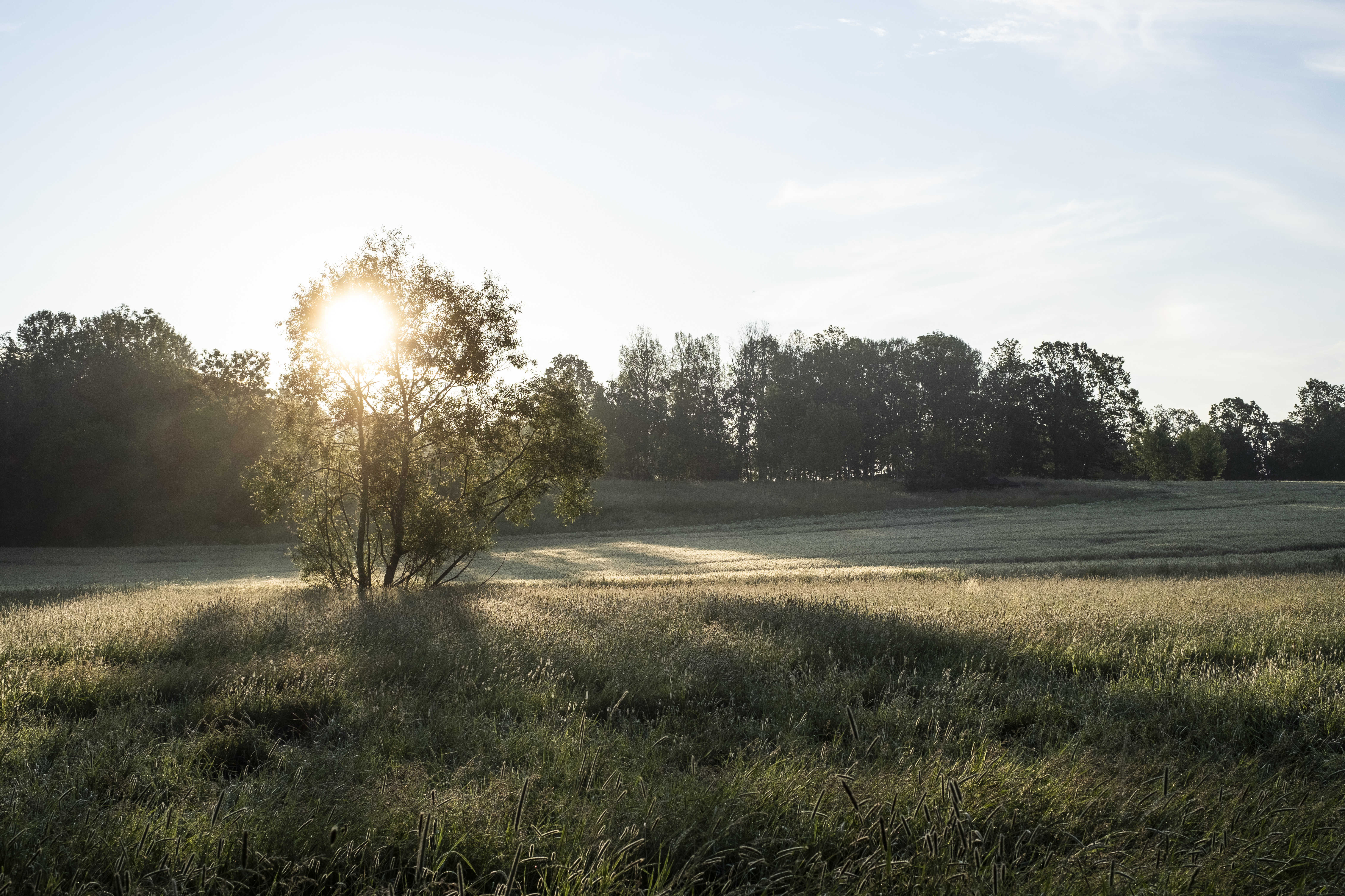 Solen lyser igenom ett buskage på en åker.