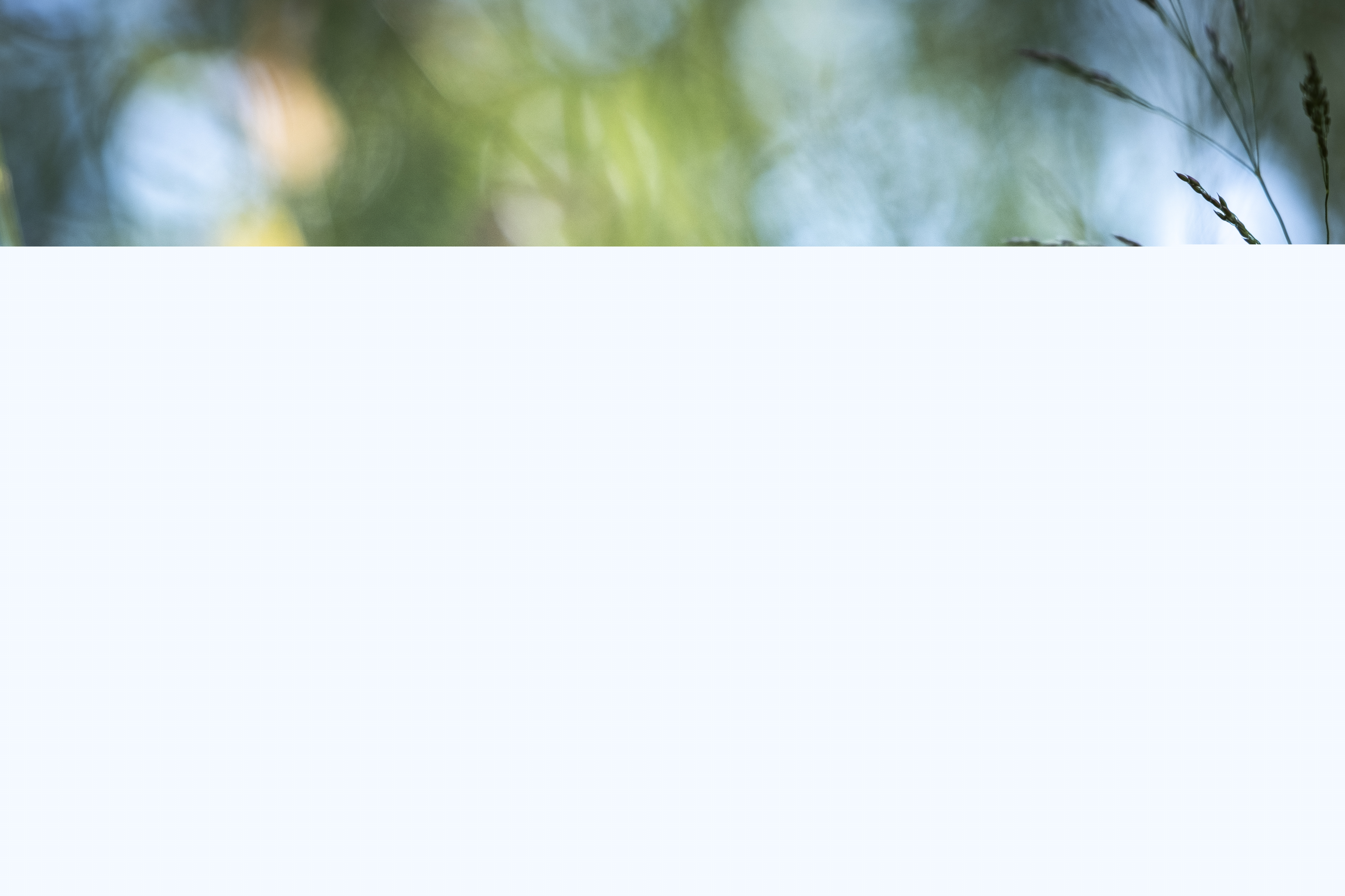 Närbild på en lila klöverblomma.