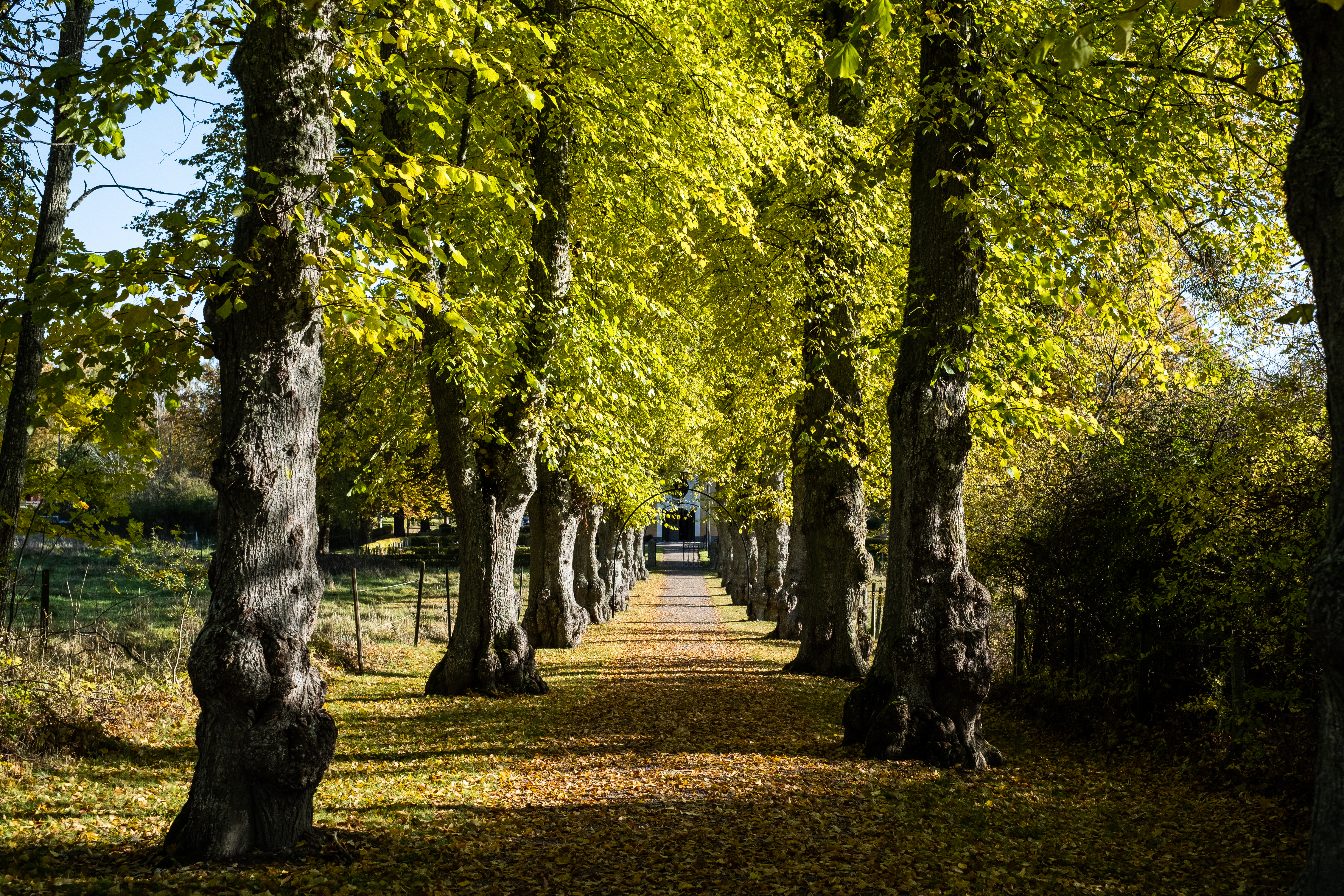 En solig allé en höstdag.