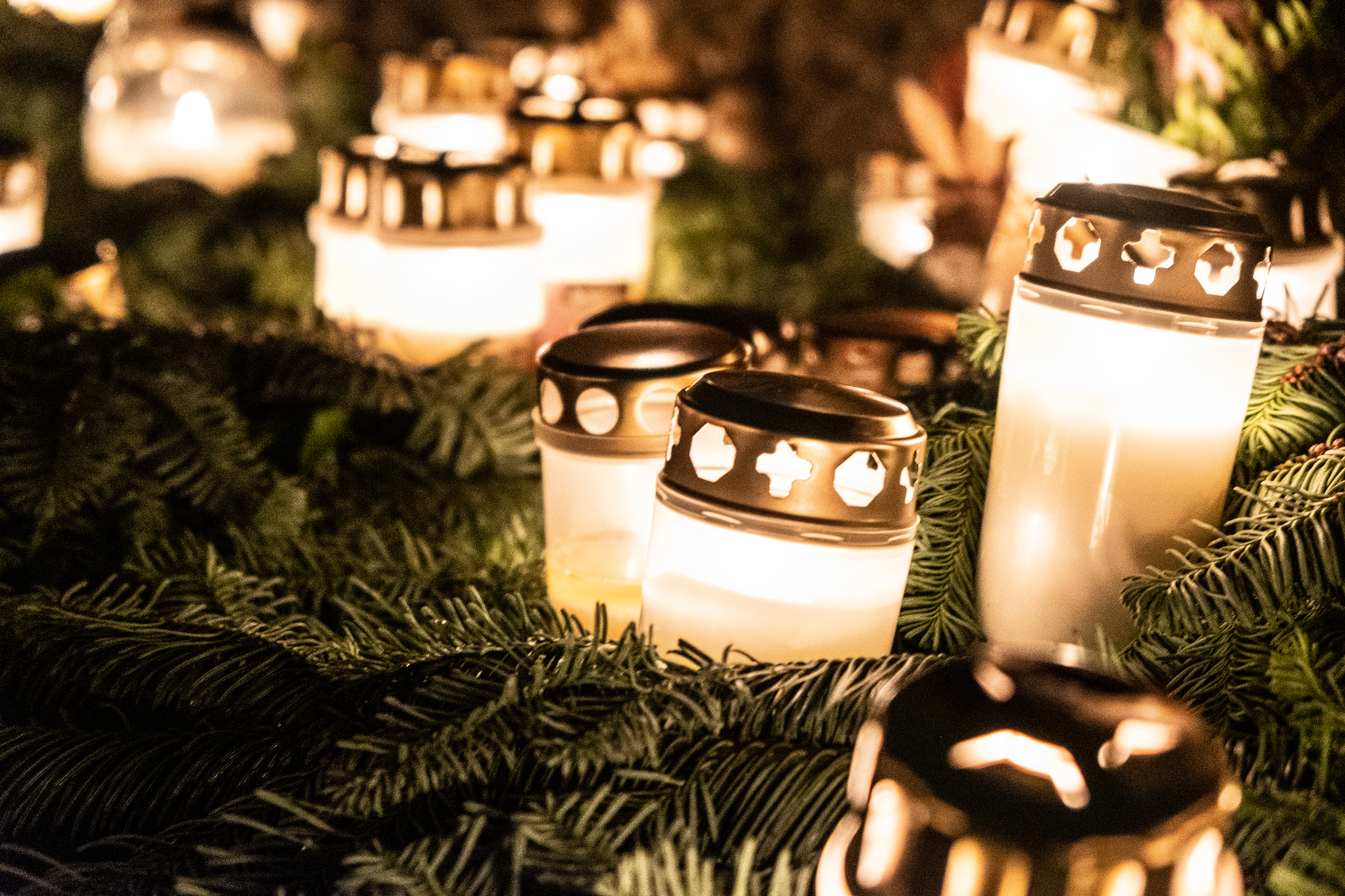 Tända gravljus i granris.