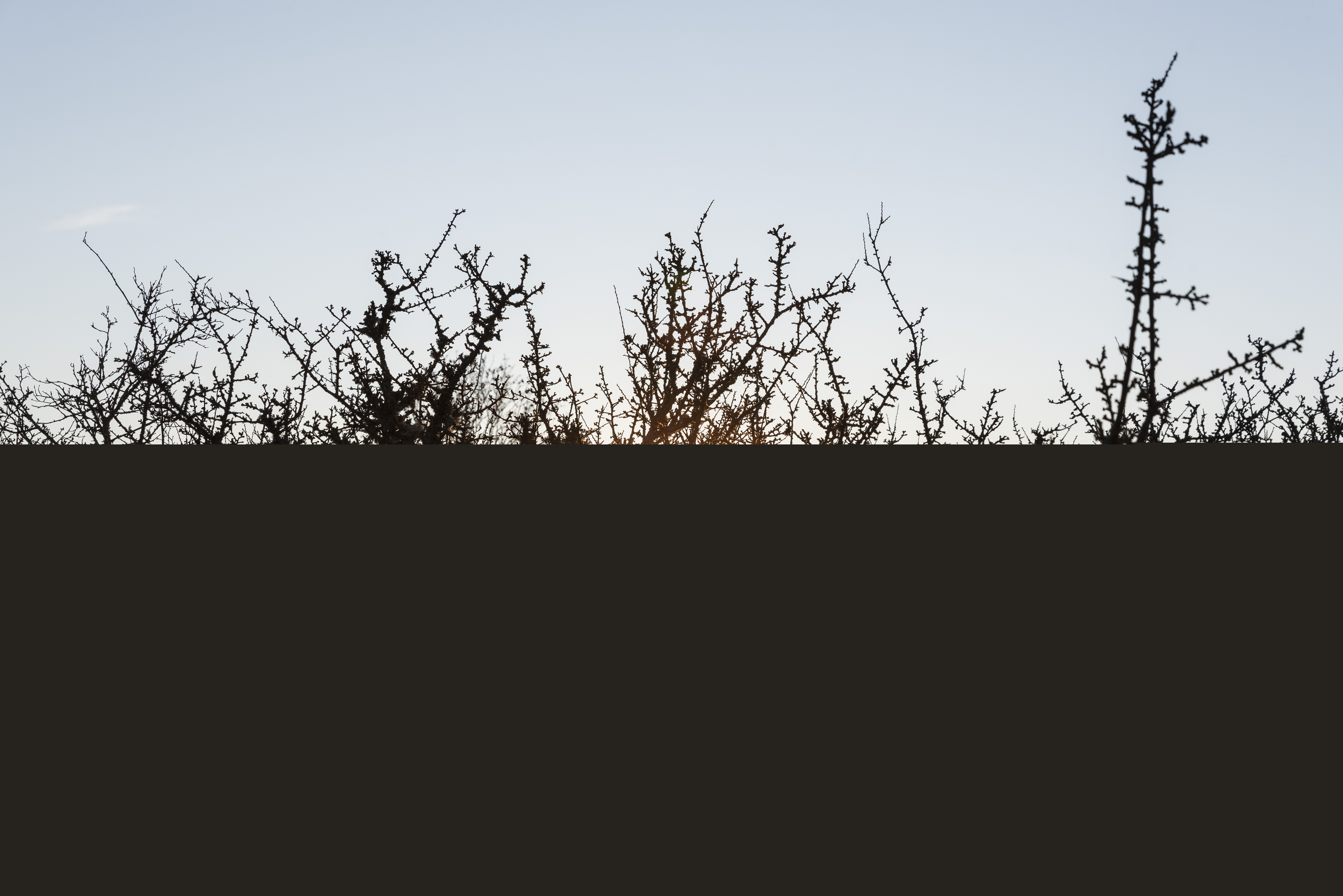 Solen lyser igenom ett buskage.