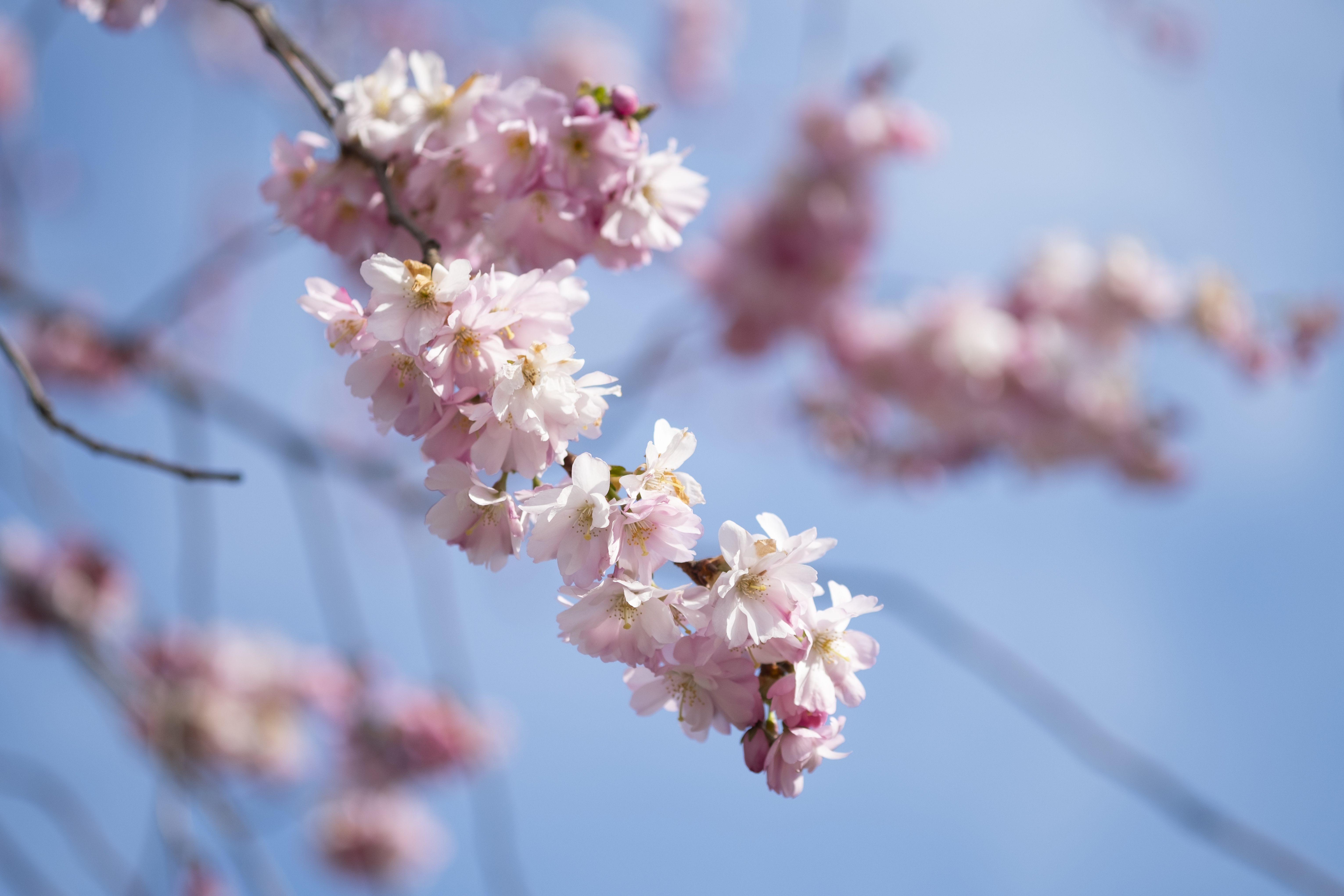 Närbild på blommorna i ett körsbärsträd.