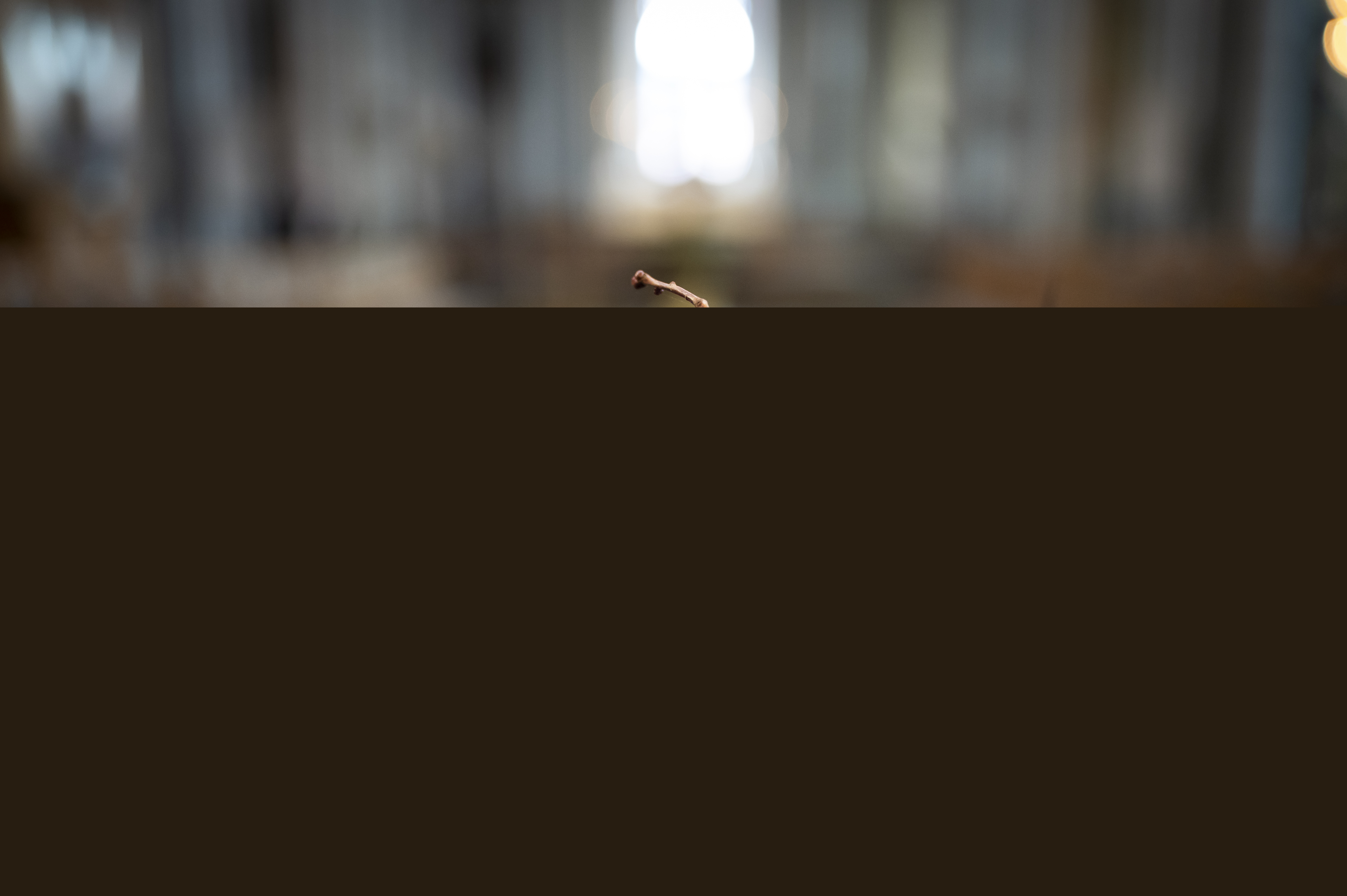 En krans av taggiga kvistar.