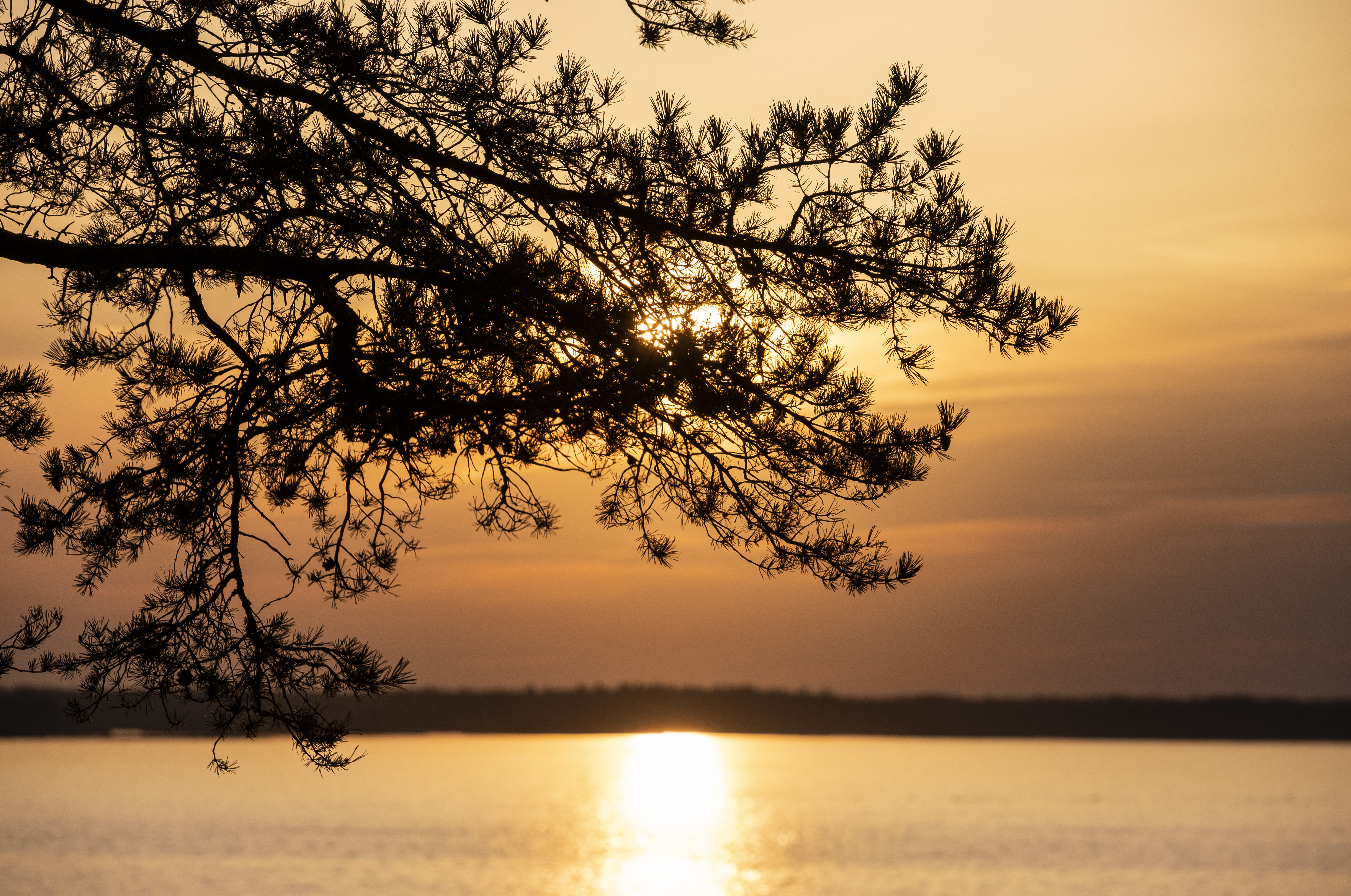 Kvällssolen lyser genom tallens grenar, och strålarna speglar sig i vattnet.