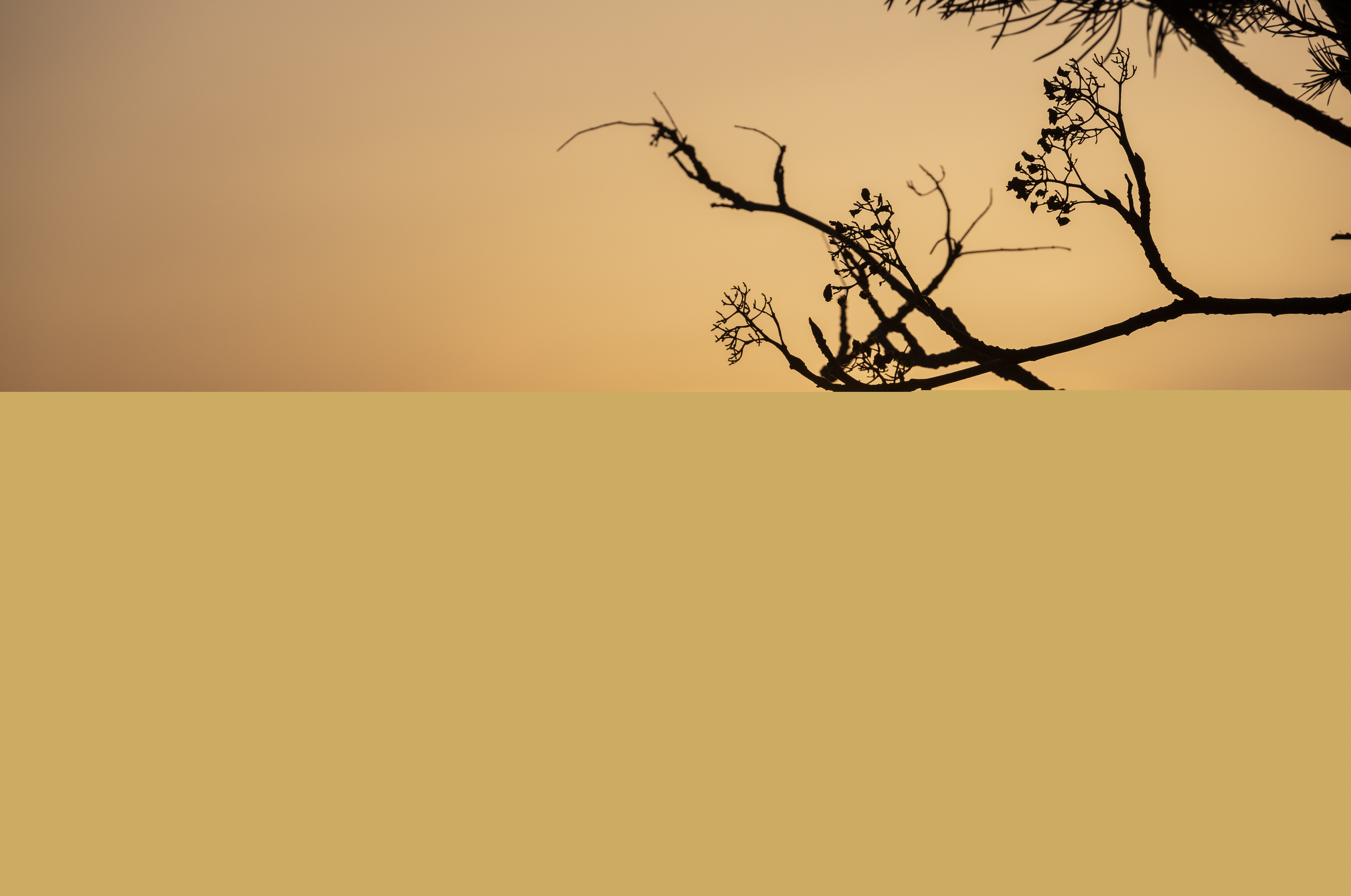 Solnedgång mot en kal kvist.