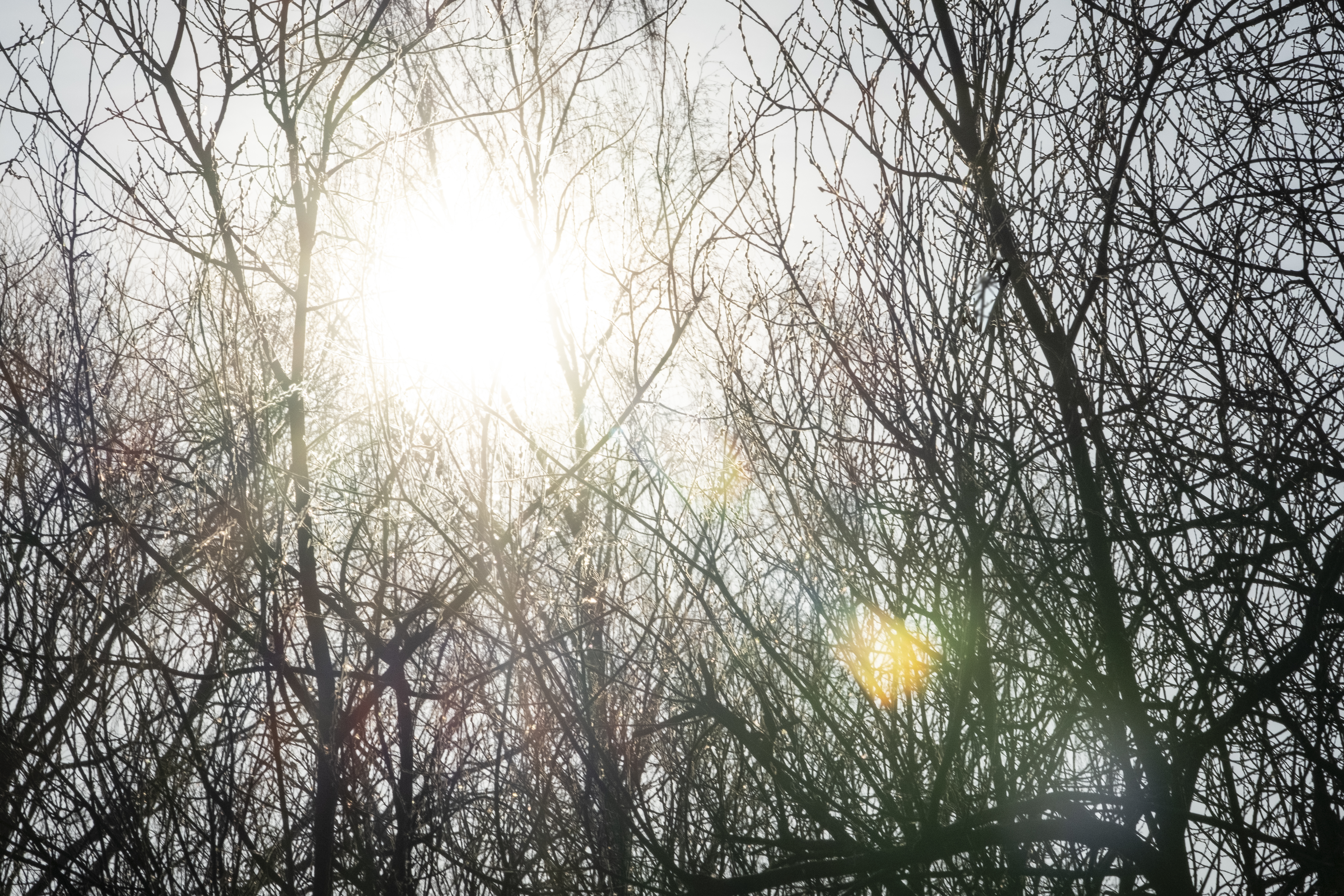 Solen lyser igenom några lövlösa träd.