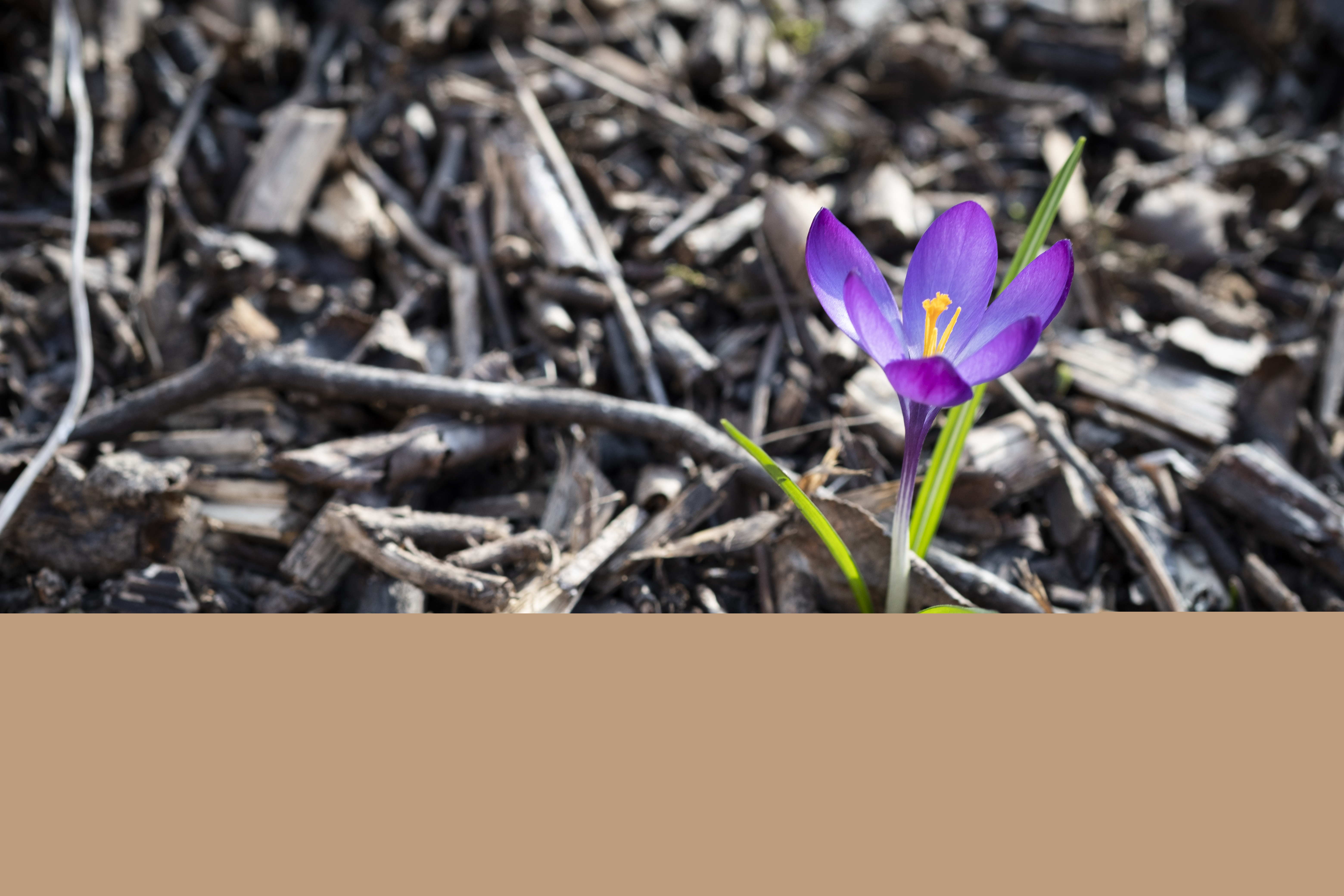 Närbild på en lila krokus.