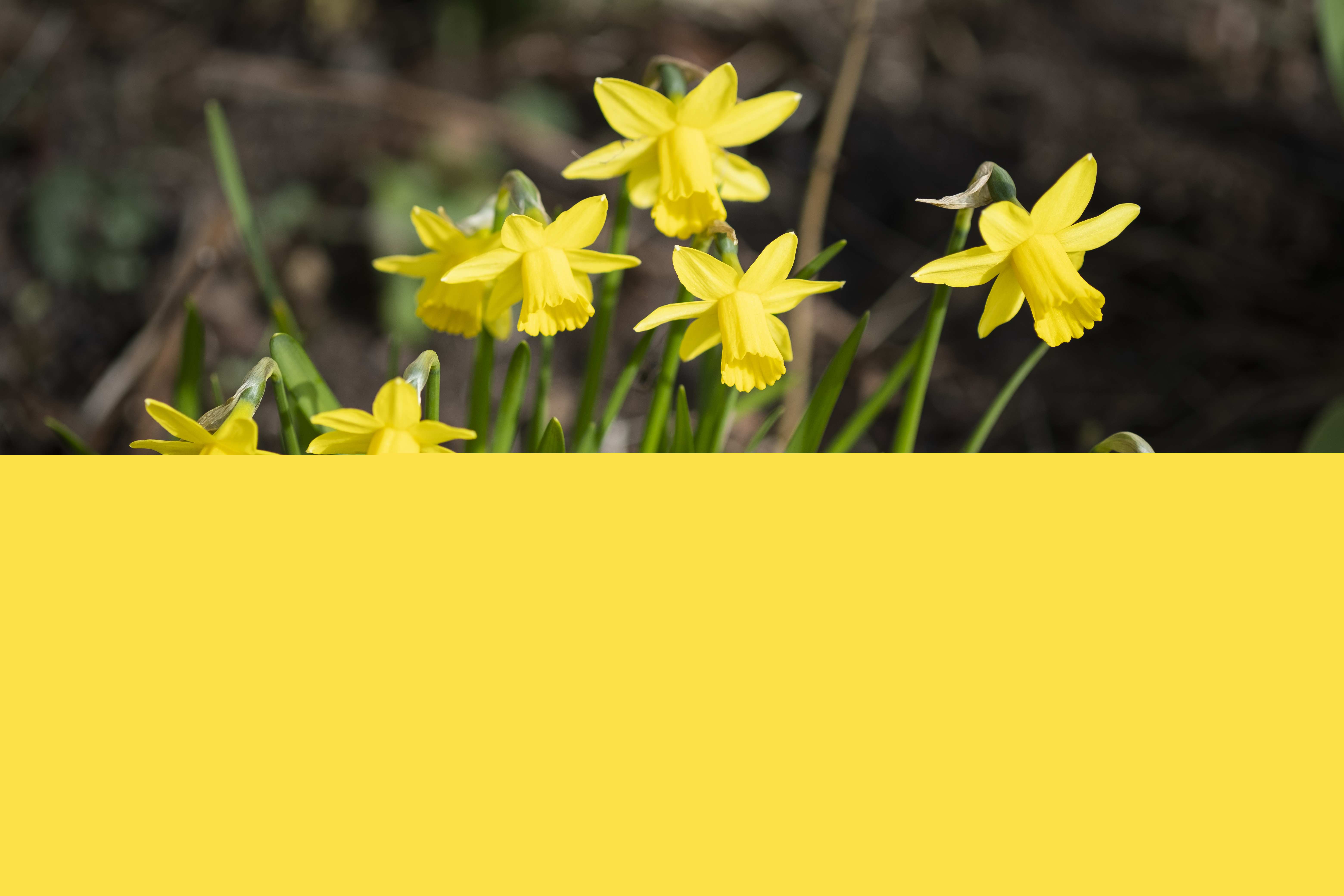 Närbild på några påskliljor.