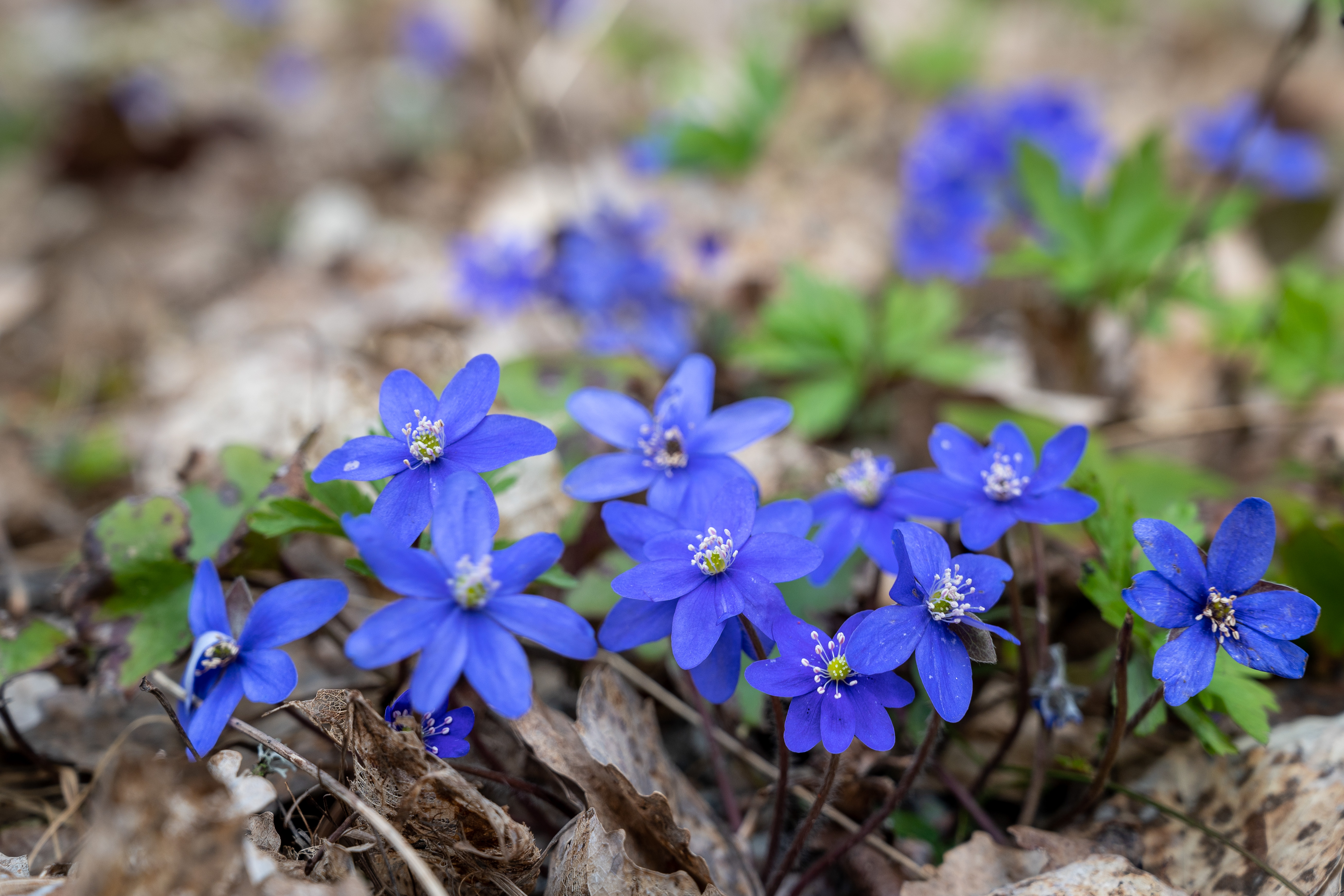 Närbild på några blåsippor.