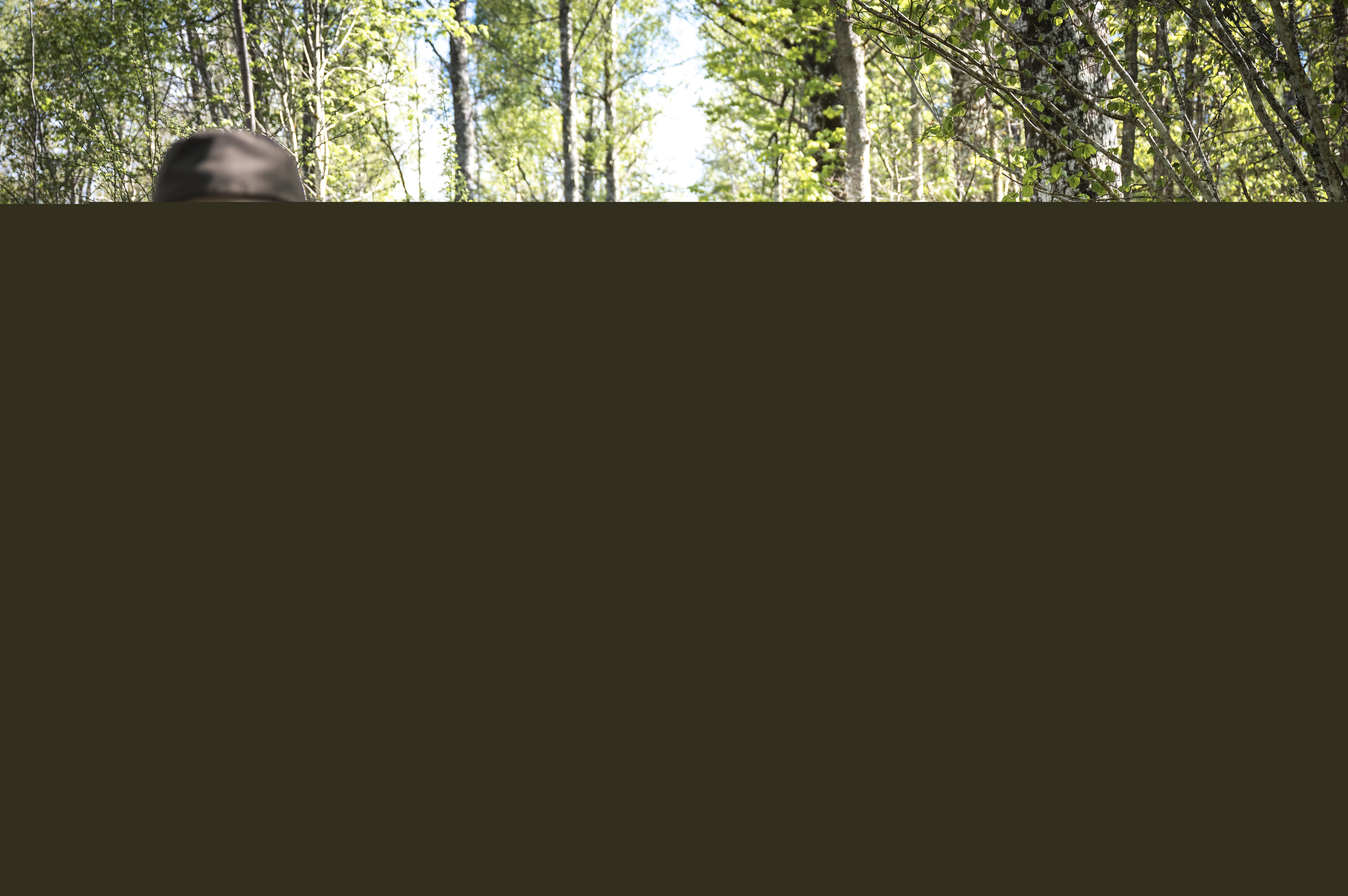 En grupp vandrare med ryggsäckar och vandringsstavar går på en stig i skogen.