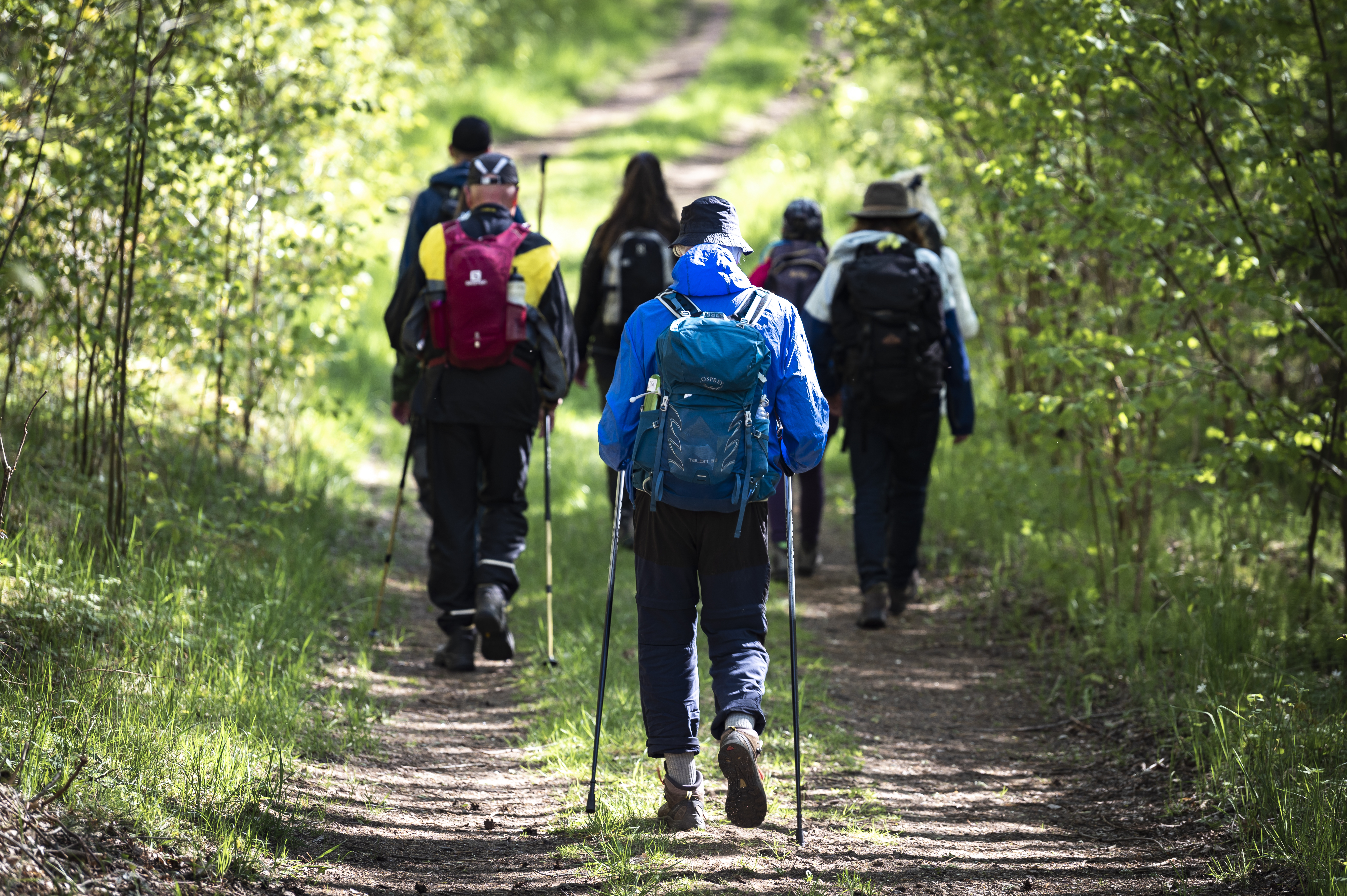 En grupp vandrare med ryggsäckar och vandringsstavar på en grusväg.