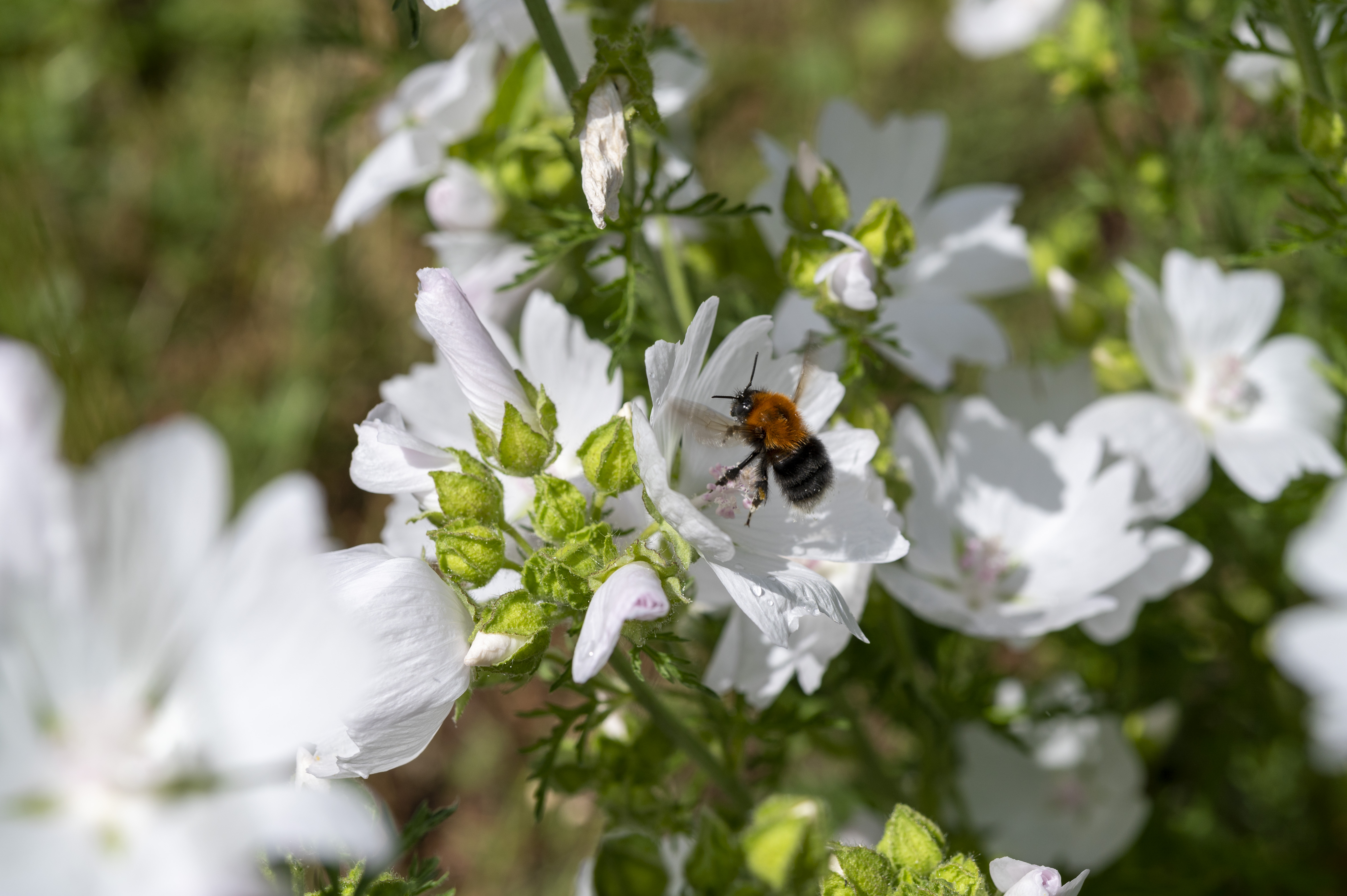 En humla sätter sig i en vit blomma.