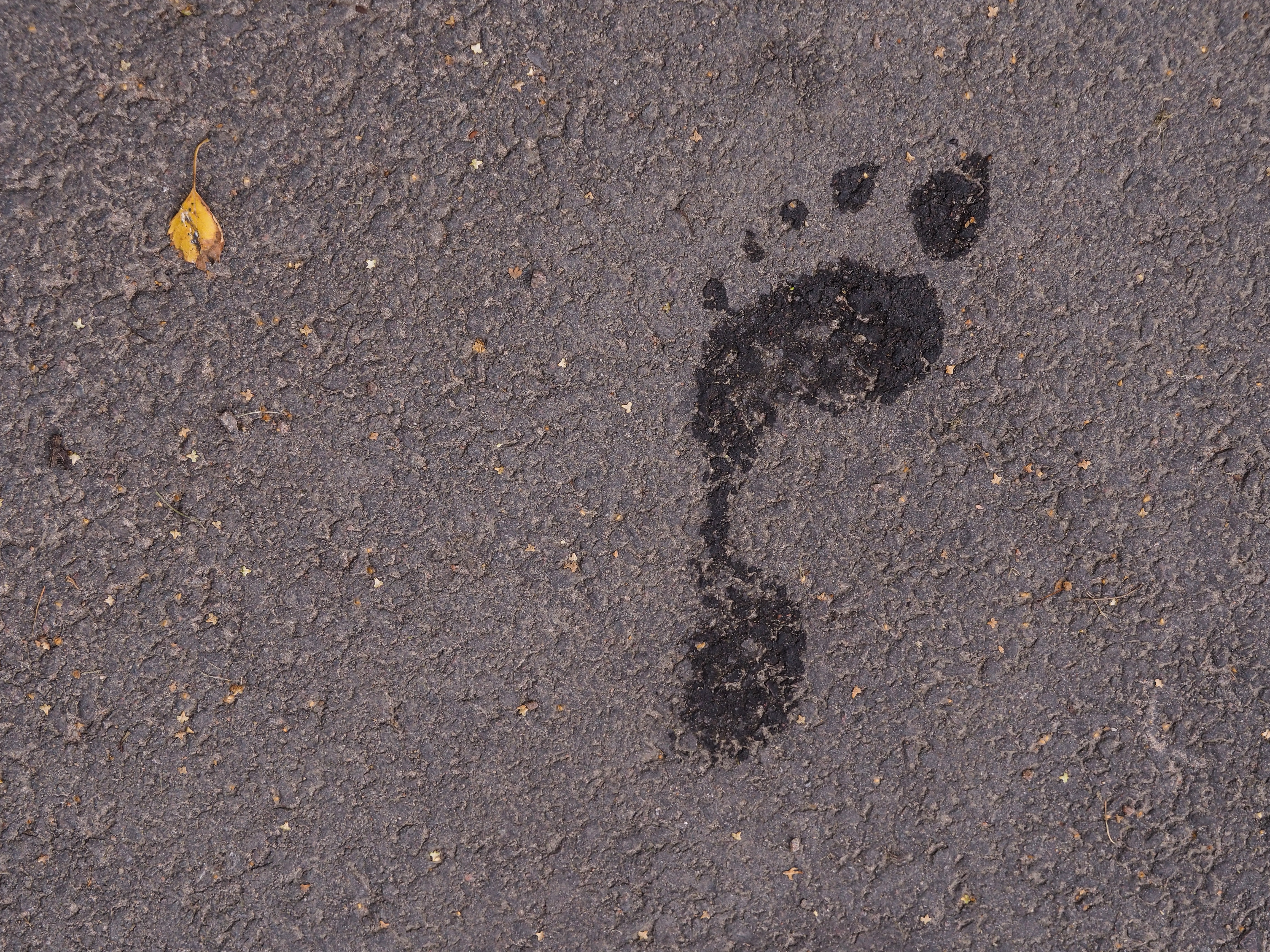 Ett blött barfota fotavtryck syns på asfalten.