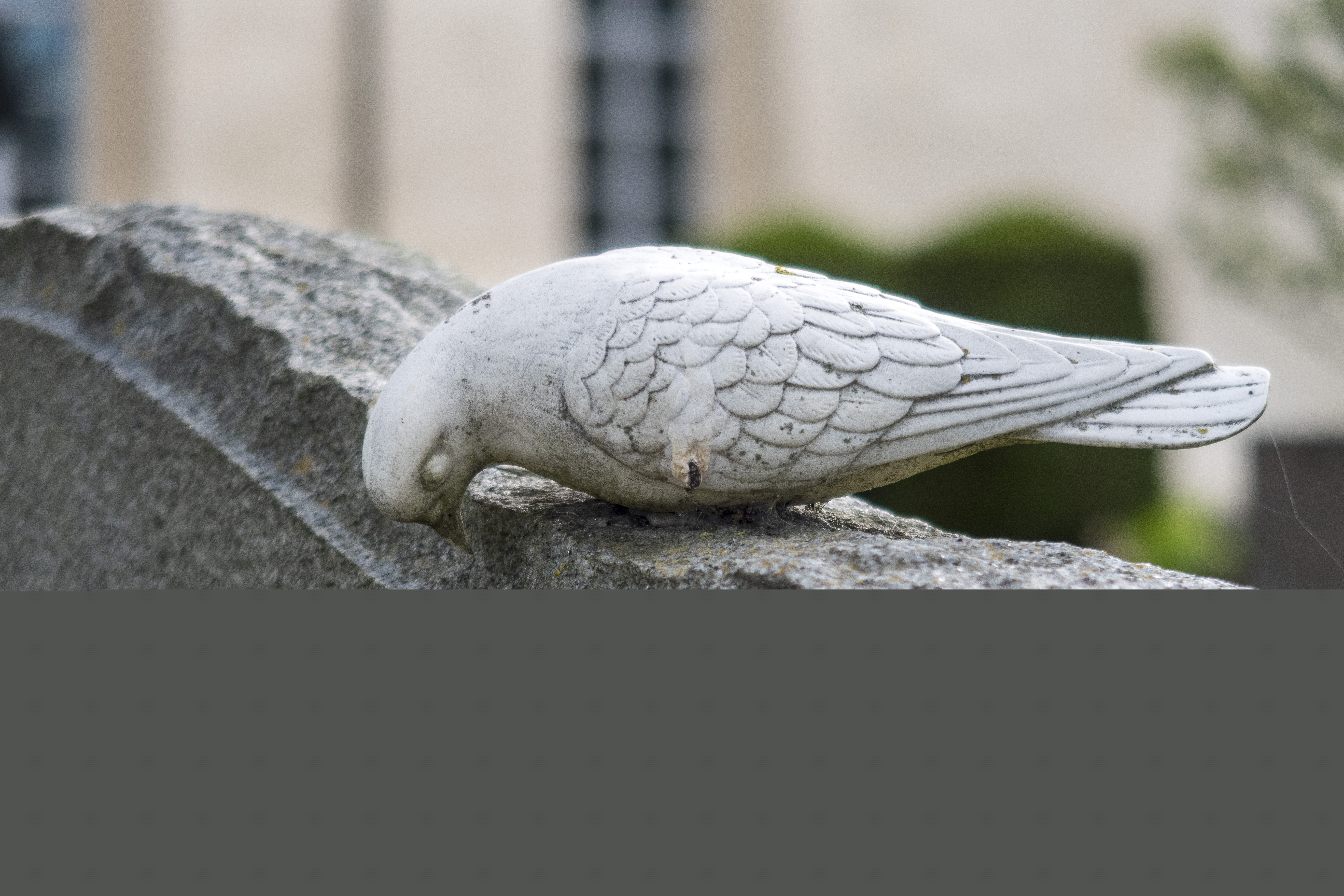 Närbild på en stenduva på en gravsten.