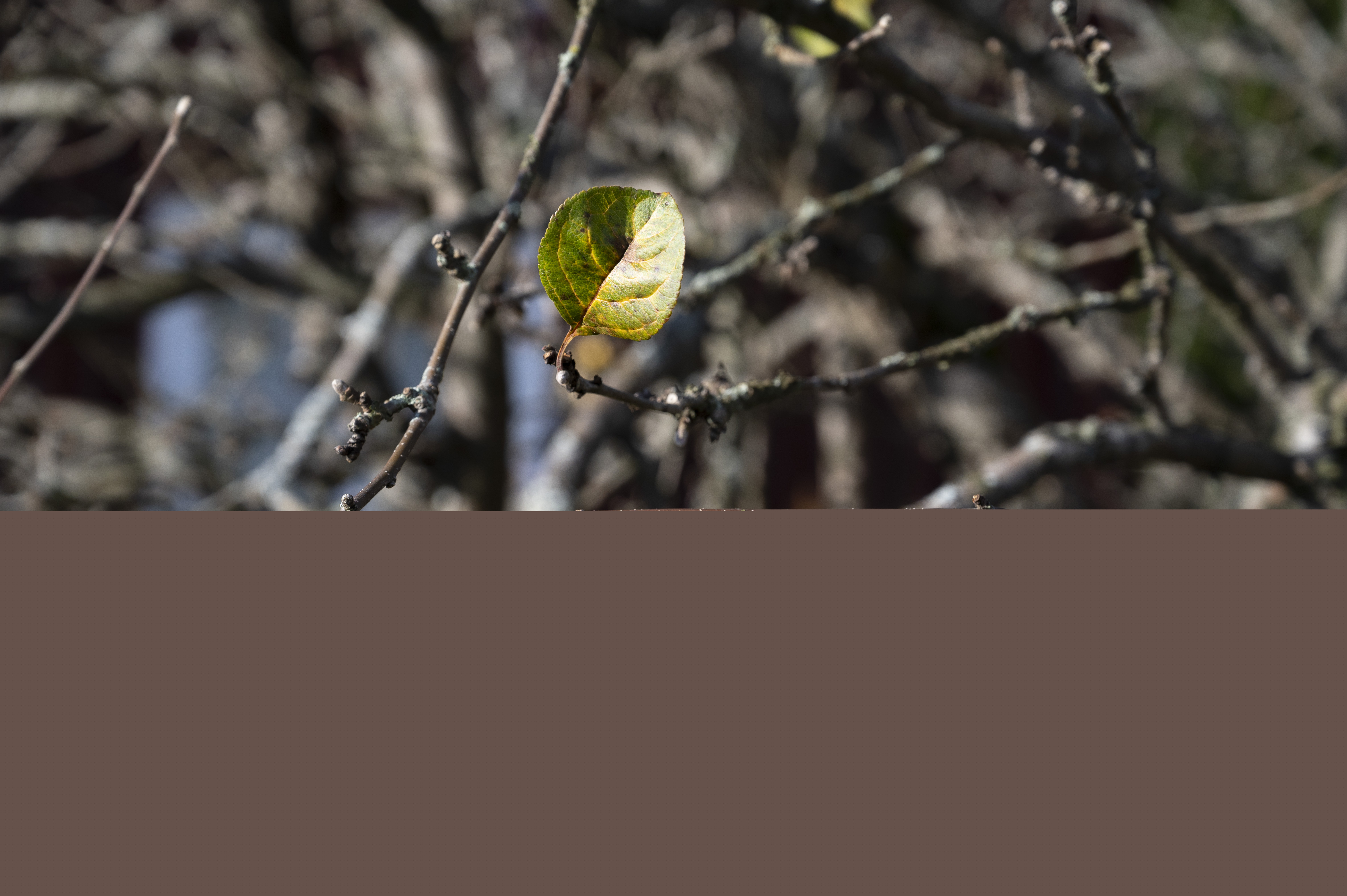 Närbild på ett ensamt löv på en bar kvist.