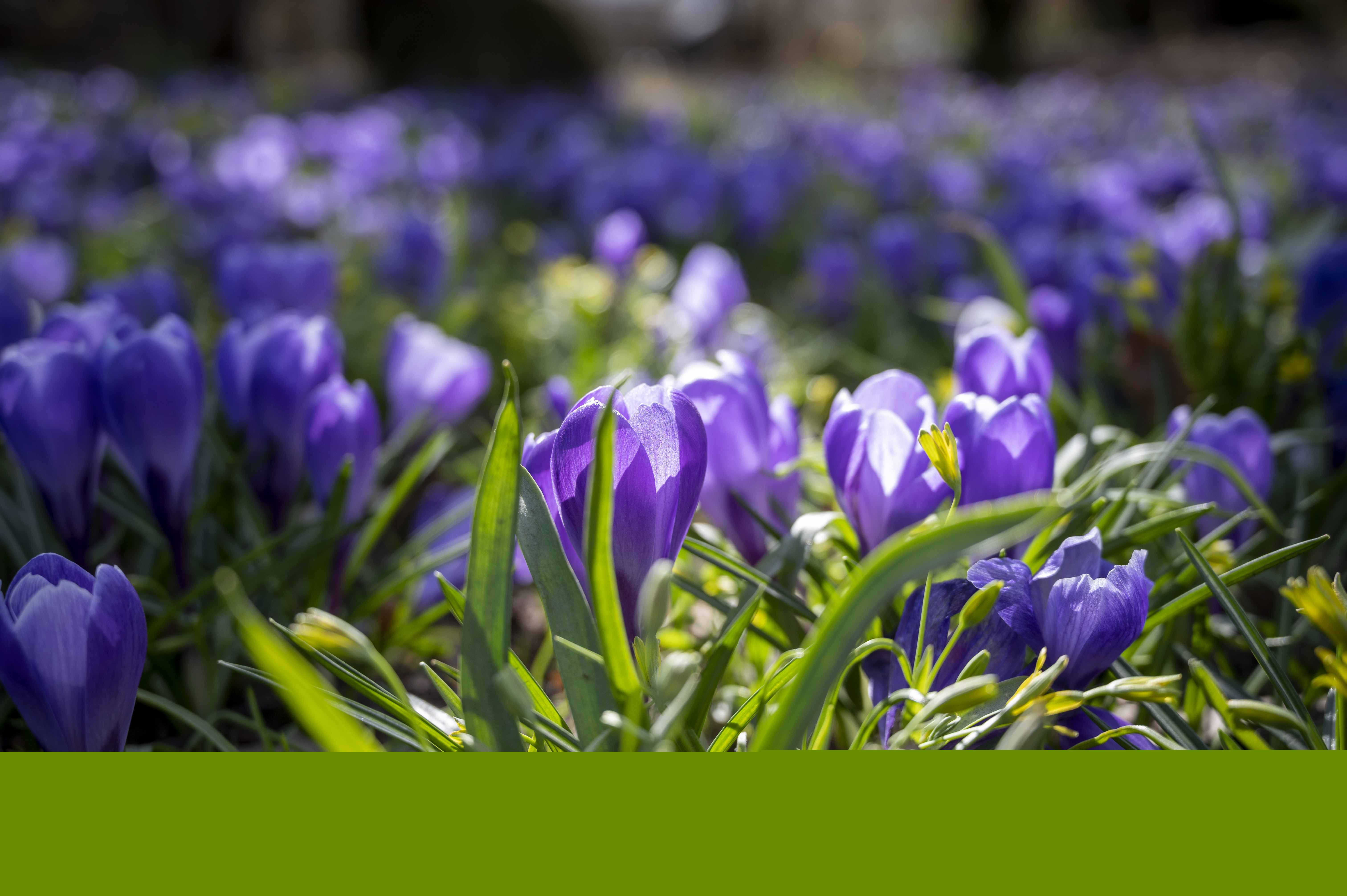 Ett hav av lila krokusar.