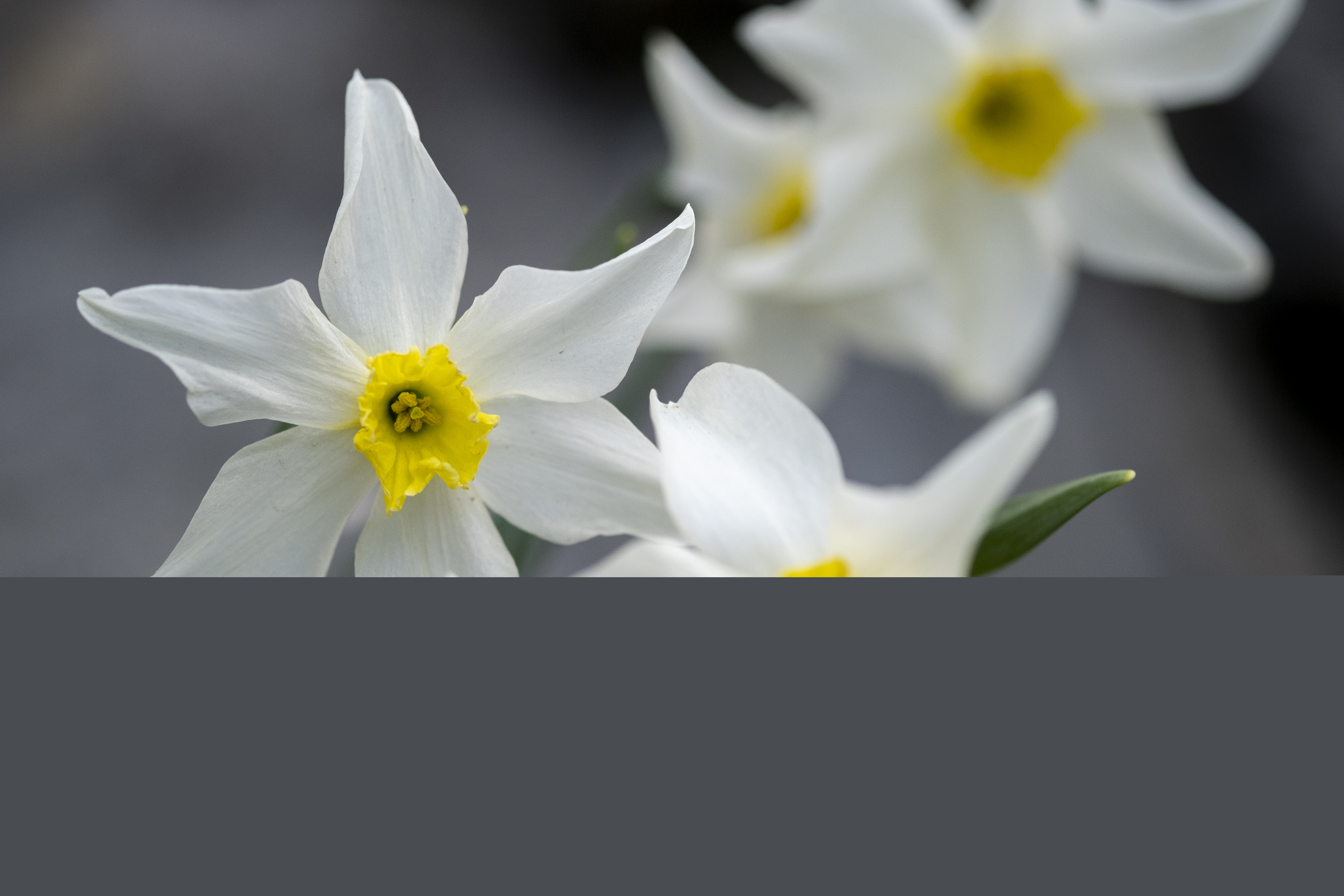 Närbild på blommande pingstliljor.