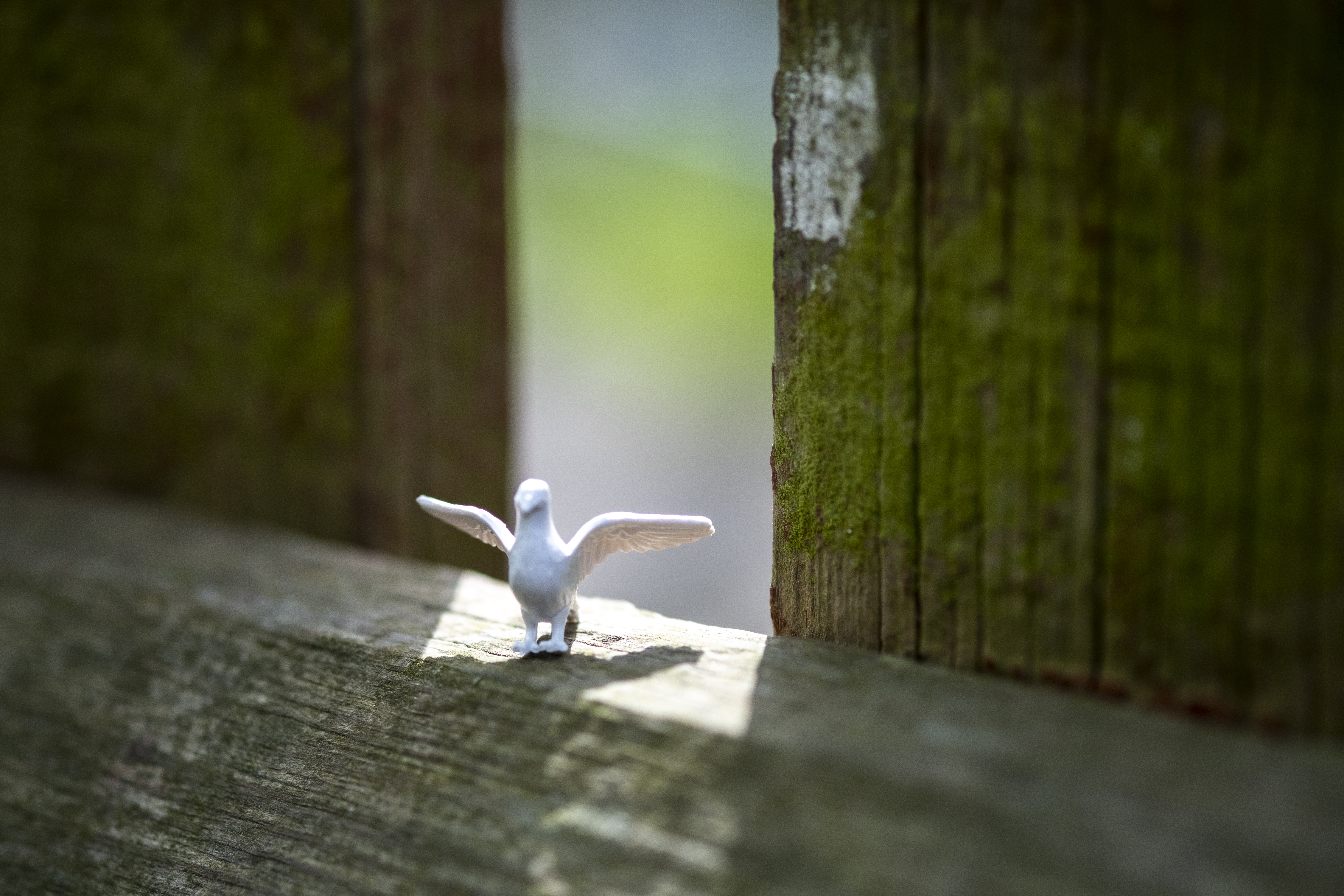 En vit plastduva med utsträckta vingar har ställts på en träbjälke i solljus.