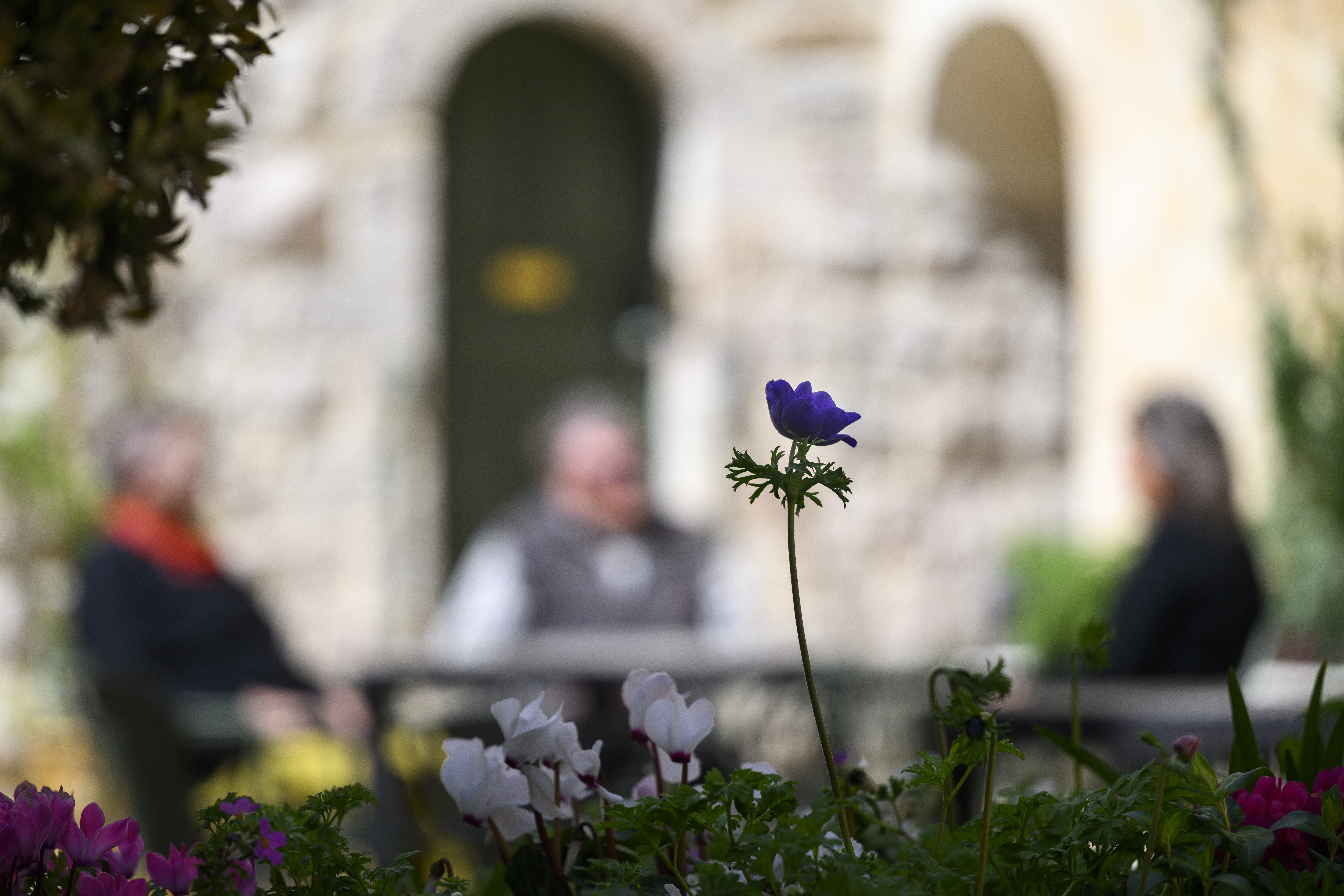 En blomstrande rabatt. I bakgrunden sitter tre personer vid ett bord och samtalar.