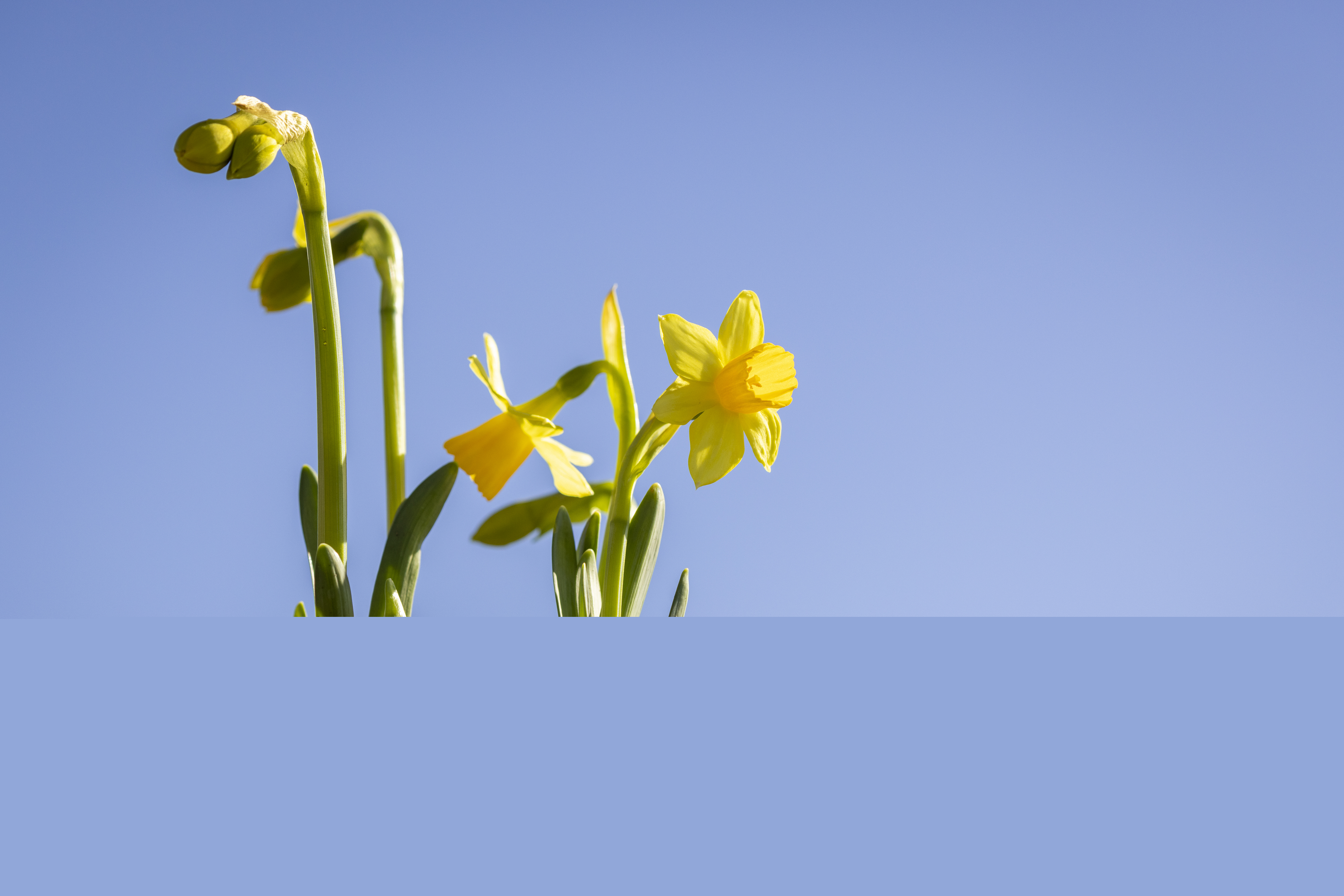 Påskliljor mot en blå himmel.