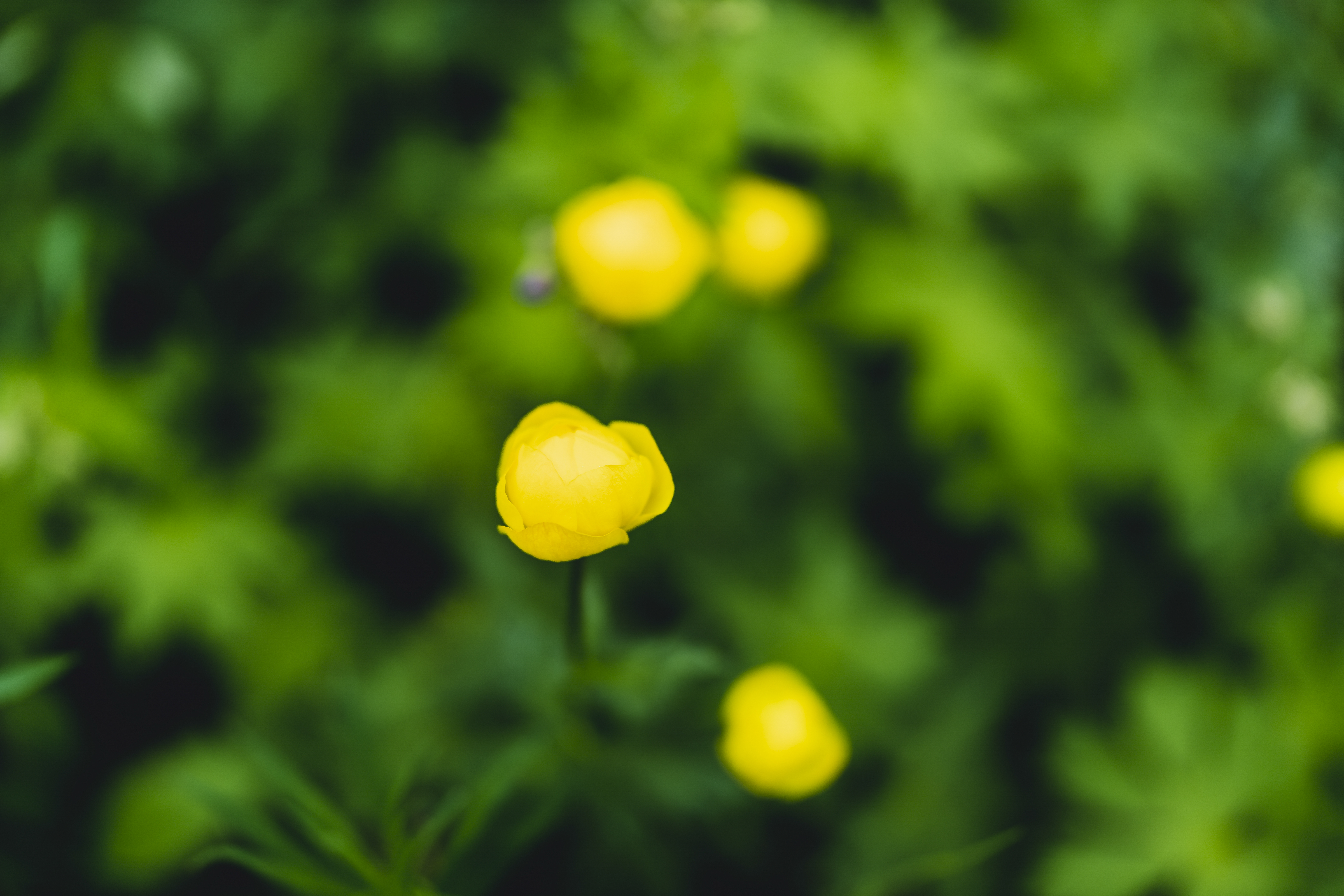Närbild på en smörblomma.