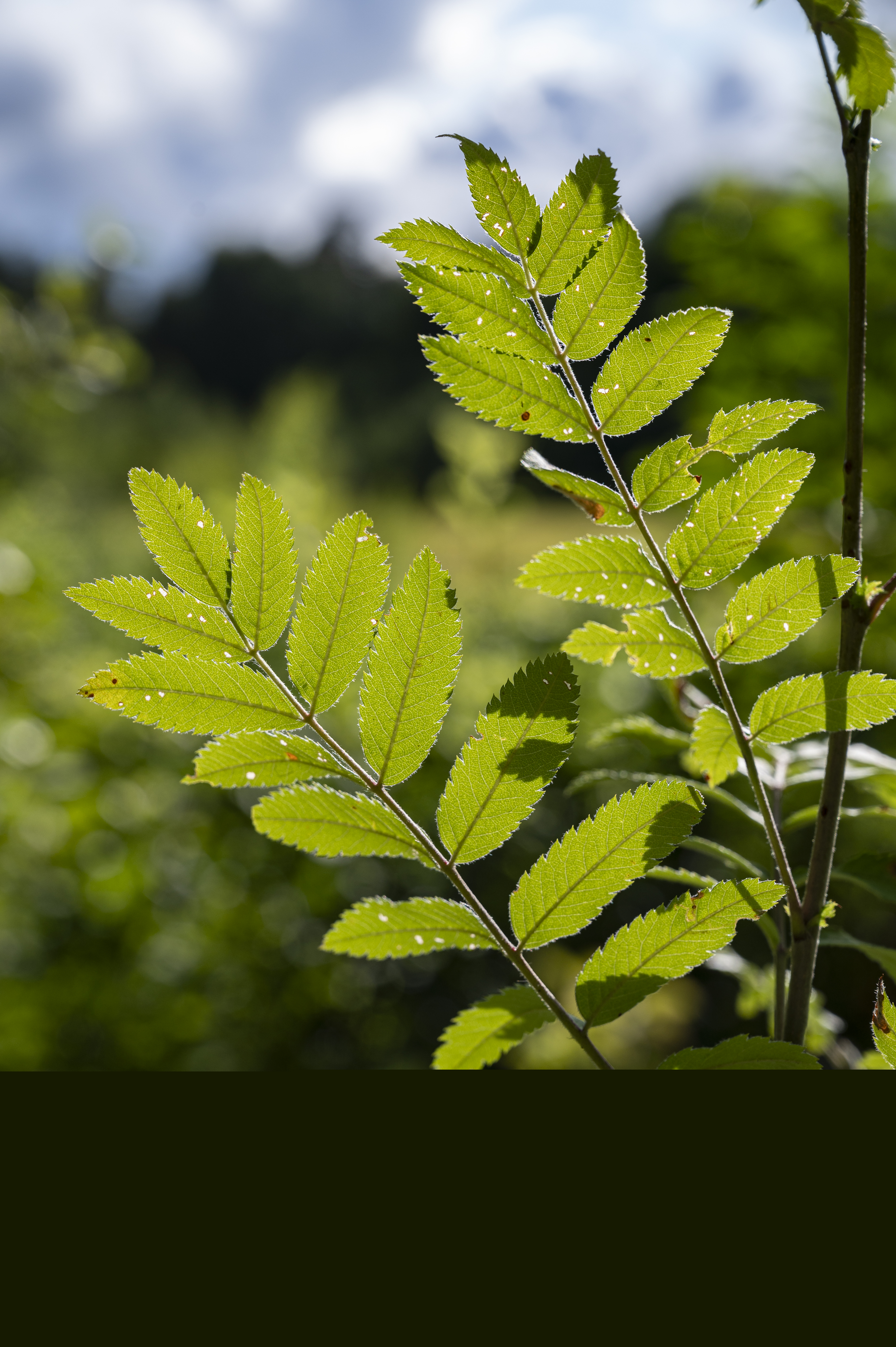 Närbild på rönnlöv i solen.