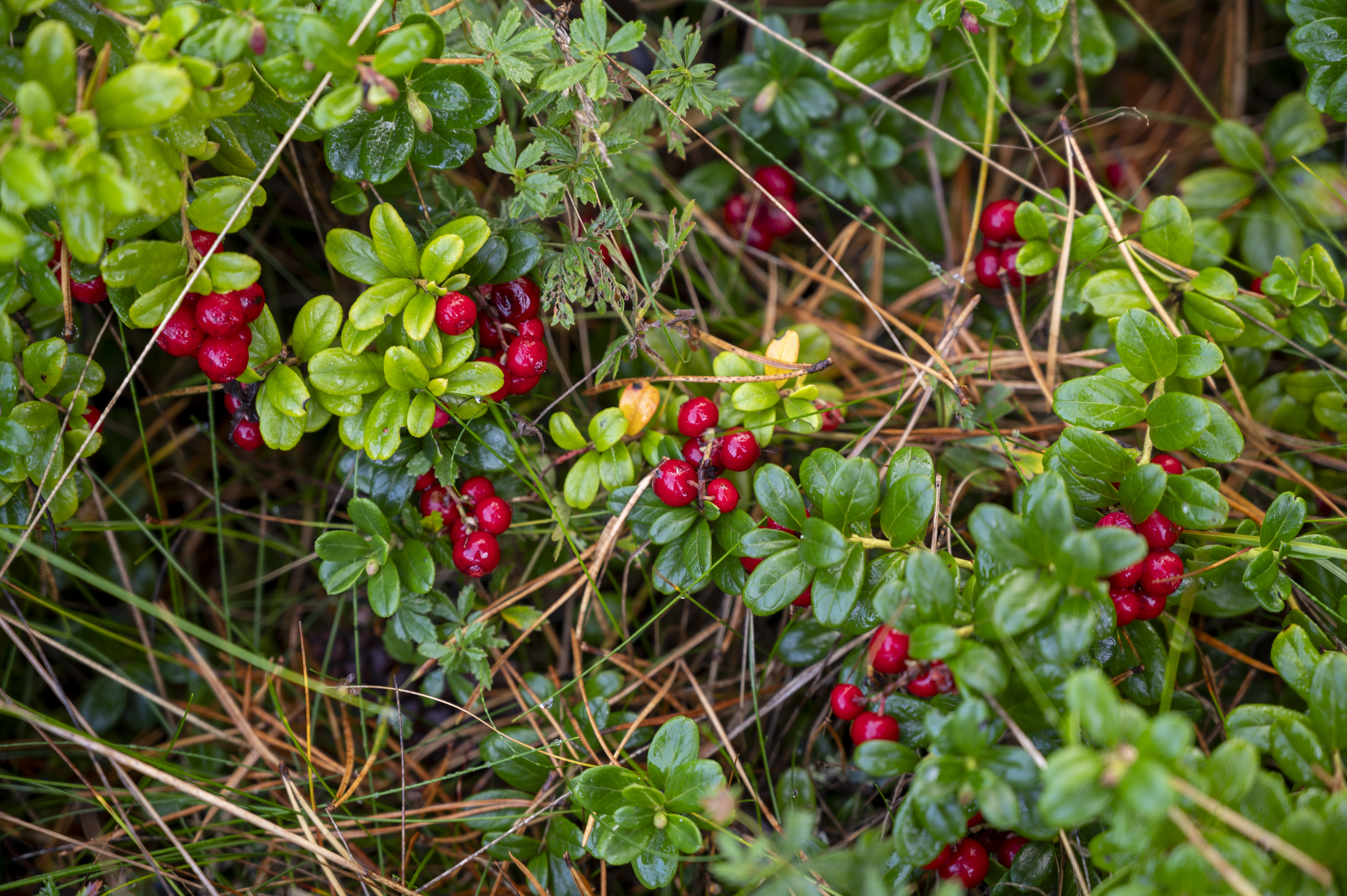 Närbild på lingonris.