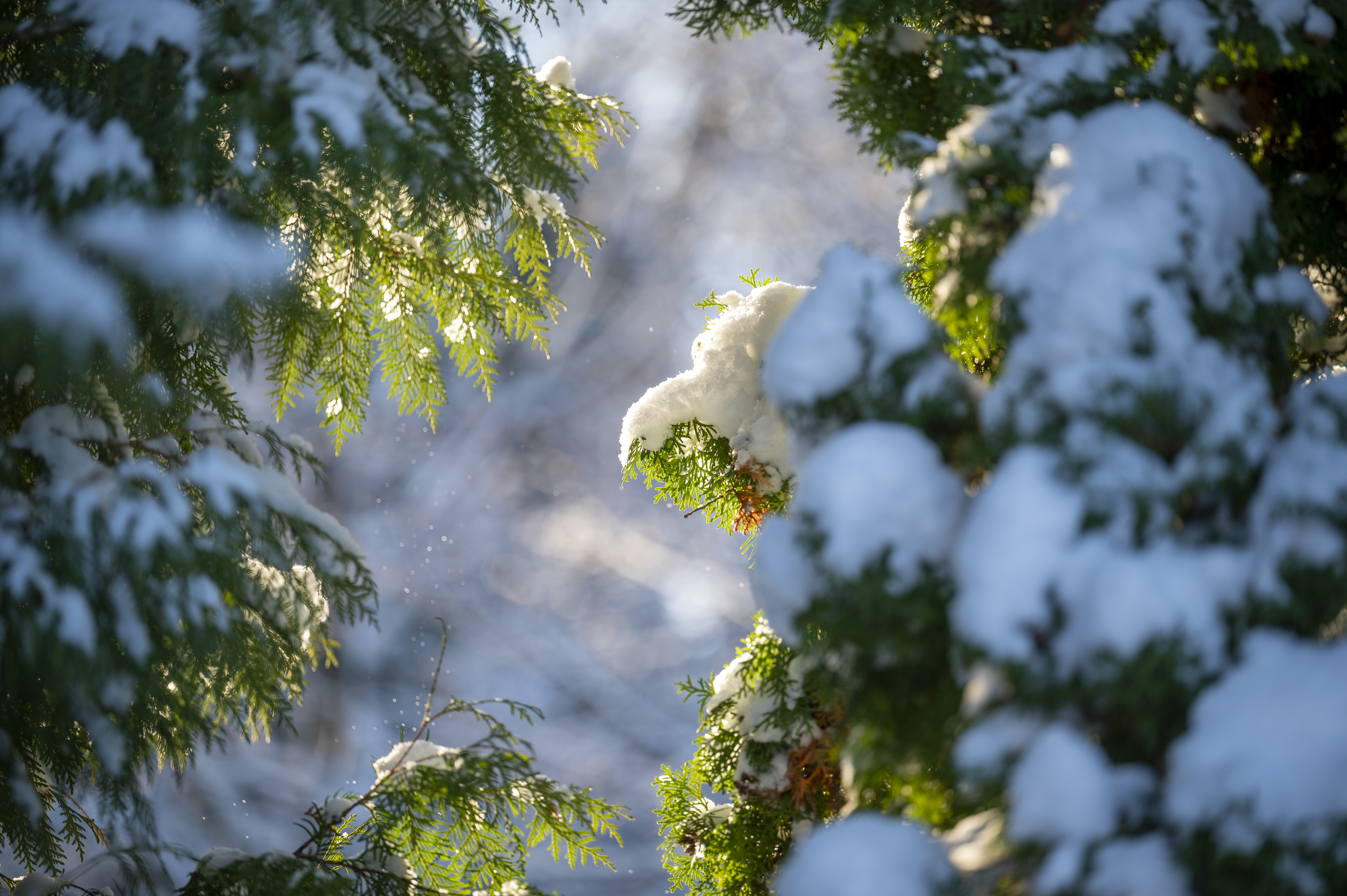Snöiga kvistar på ett barrträd. Solen lyser in mellan grenarna.