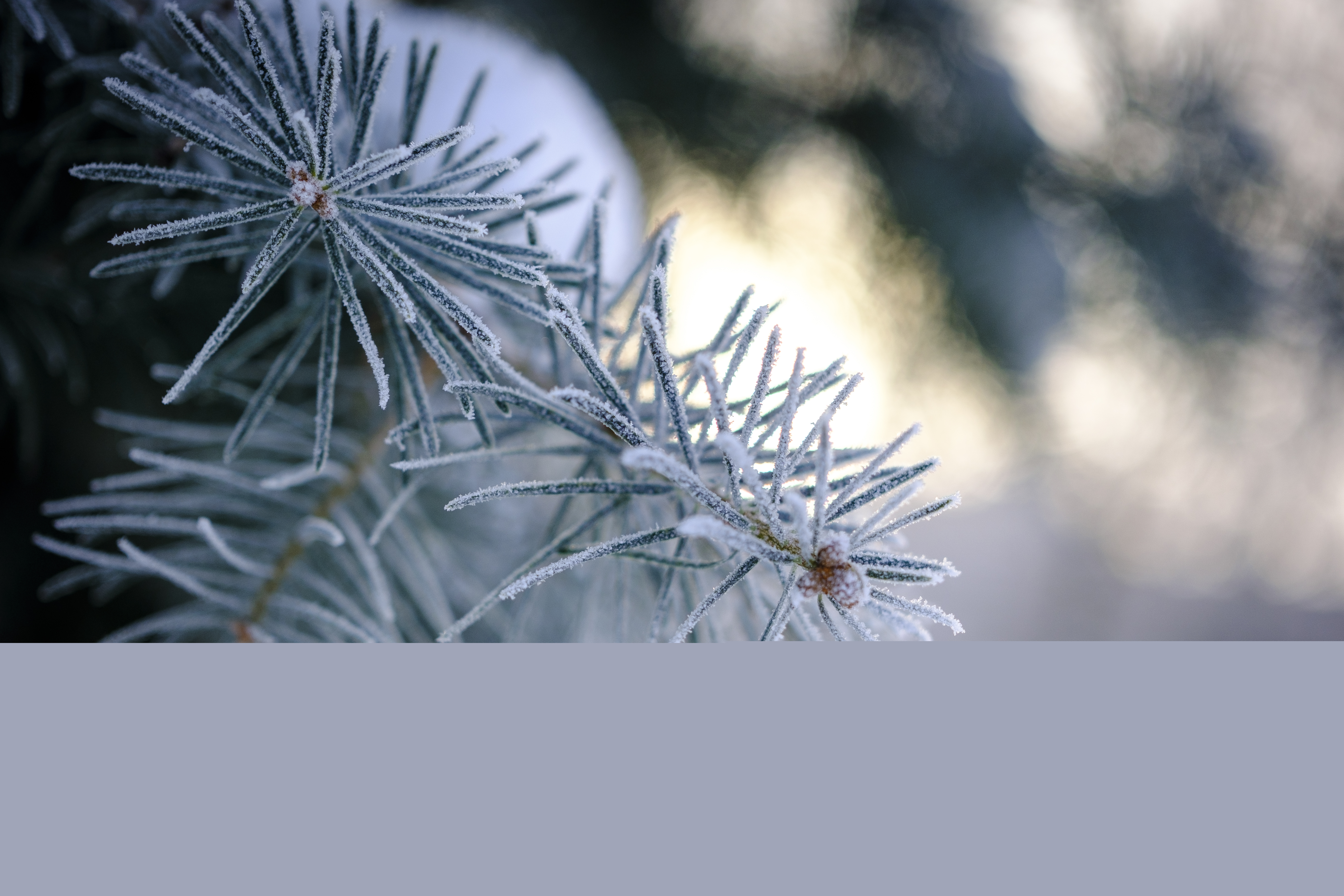 Närbild på frostiga barr.