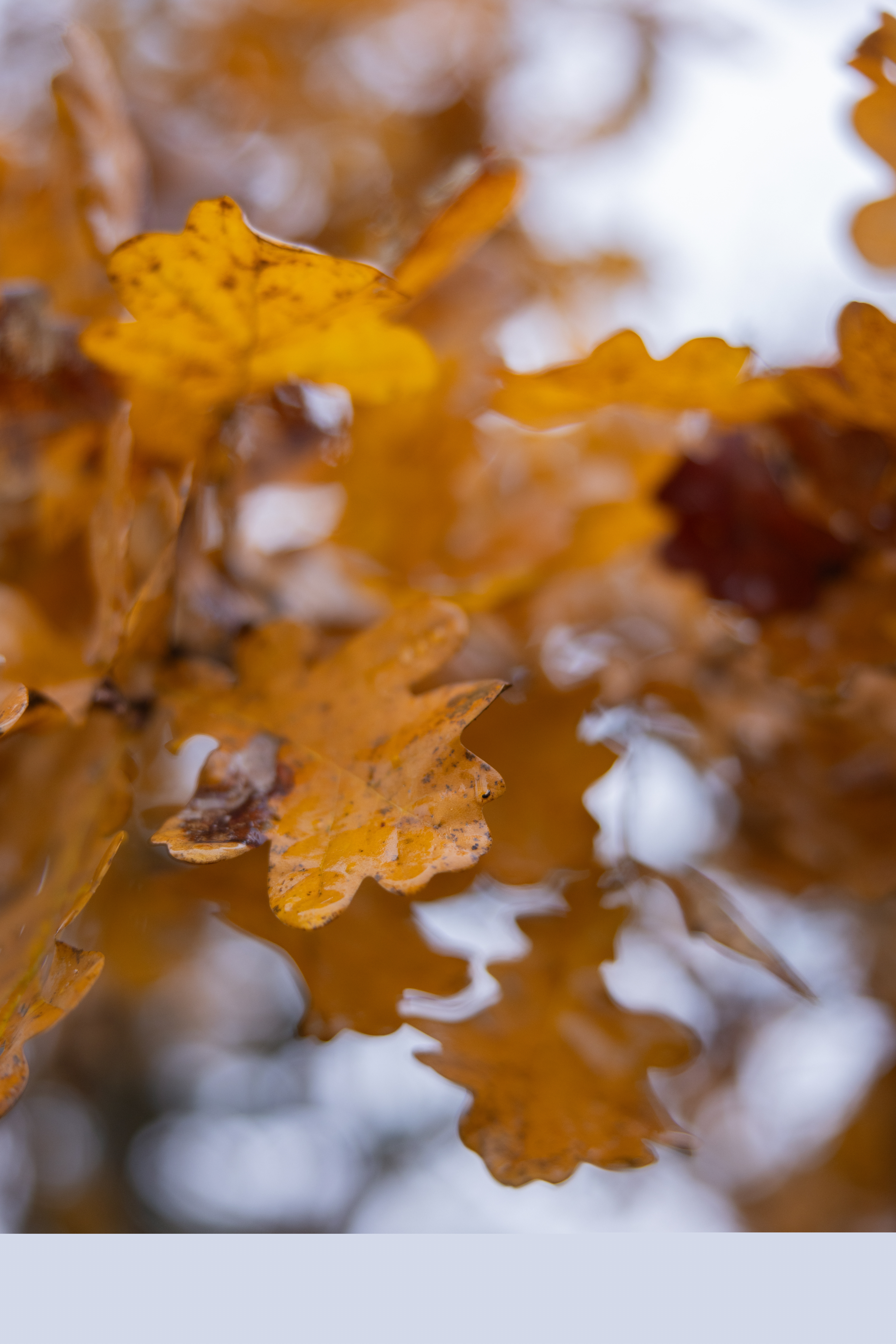 Närbild på höstgula eklöv innan de faller.
