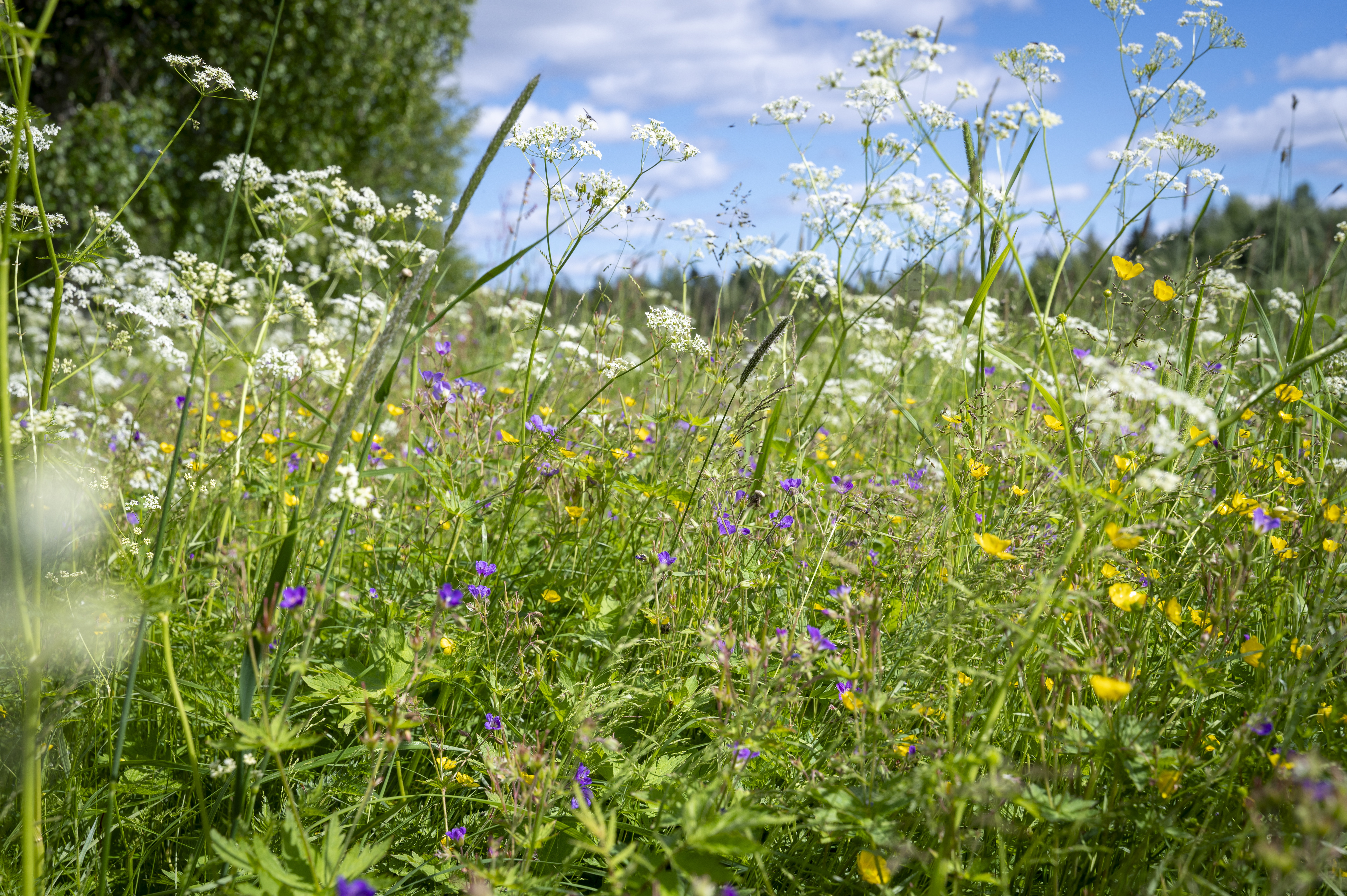 Närbild på sommaräng med vita, gula och lila blommor.