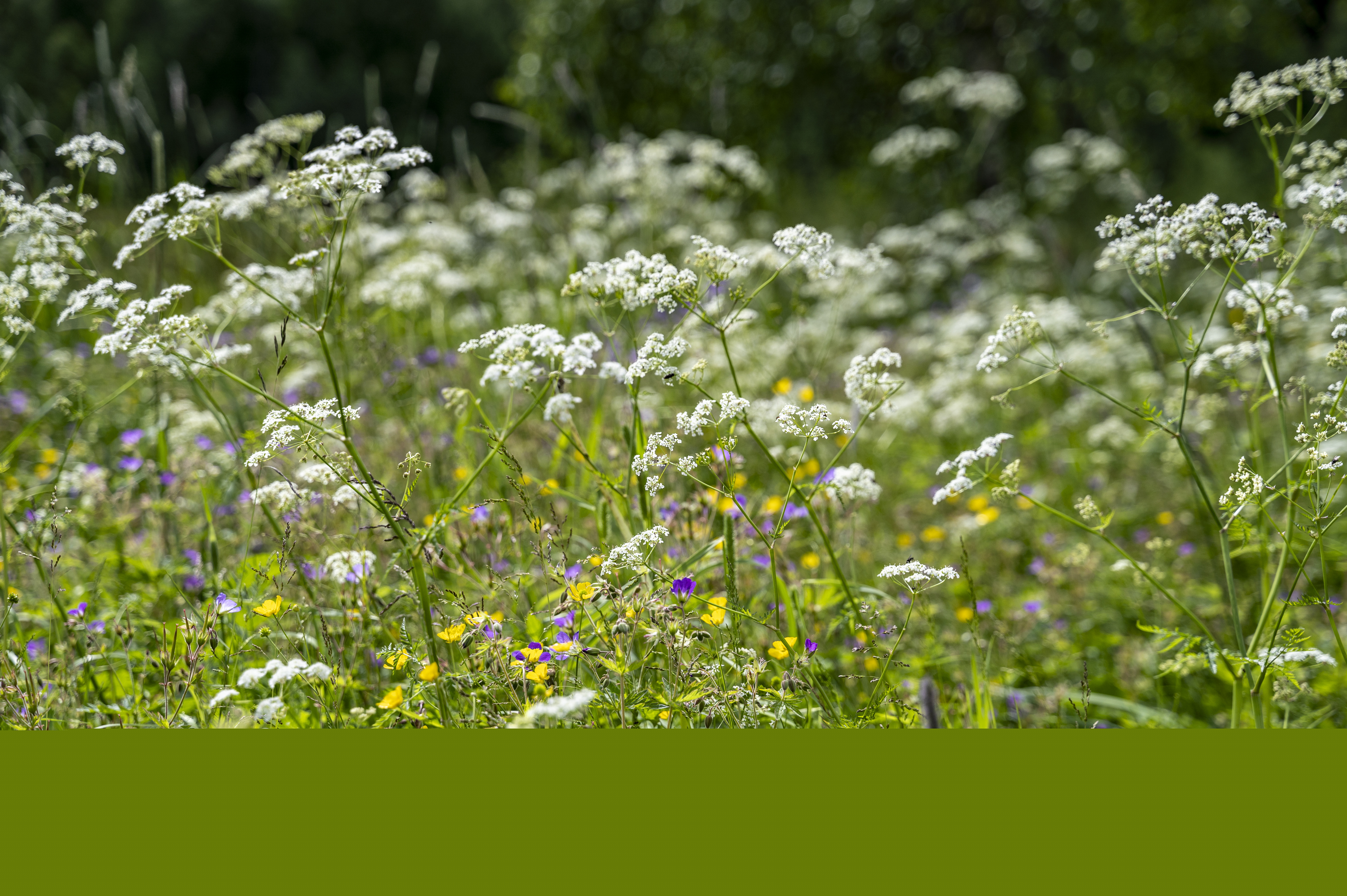 Närbild på sommaräng med vita, gula och lila blommor.