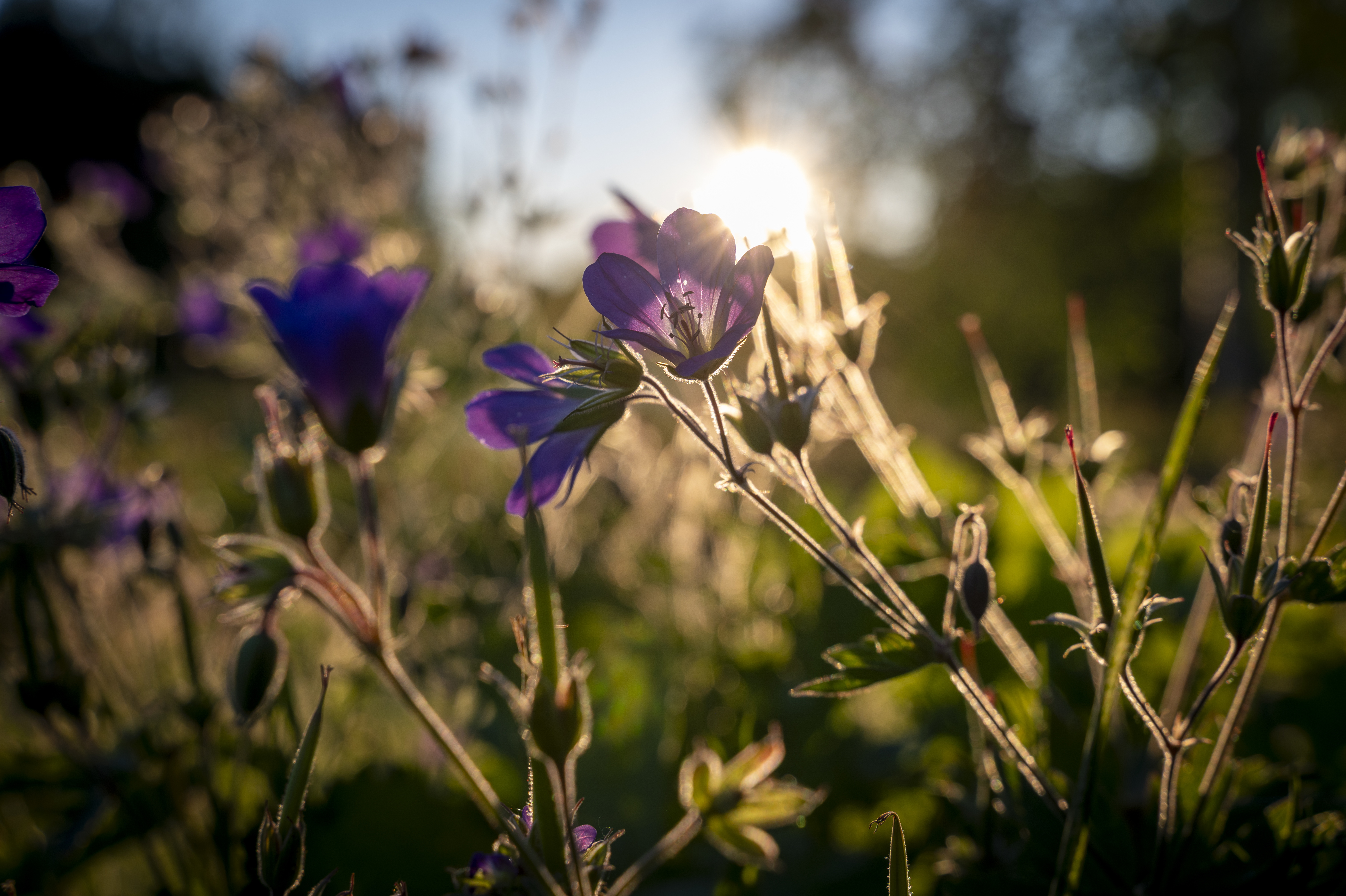 Närbild på lila sommarblommor. Solen lyser i bakgrunden.