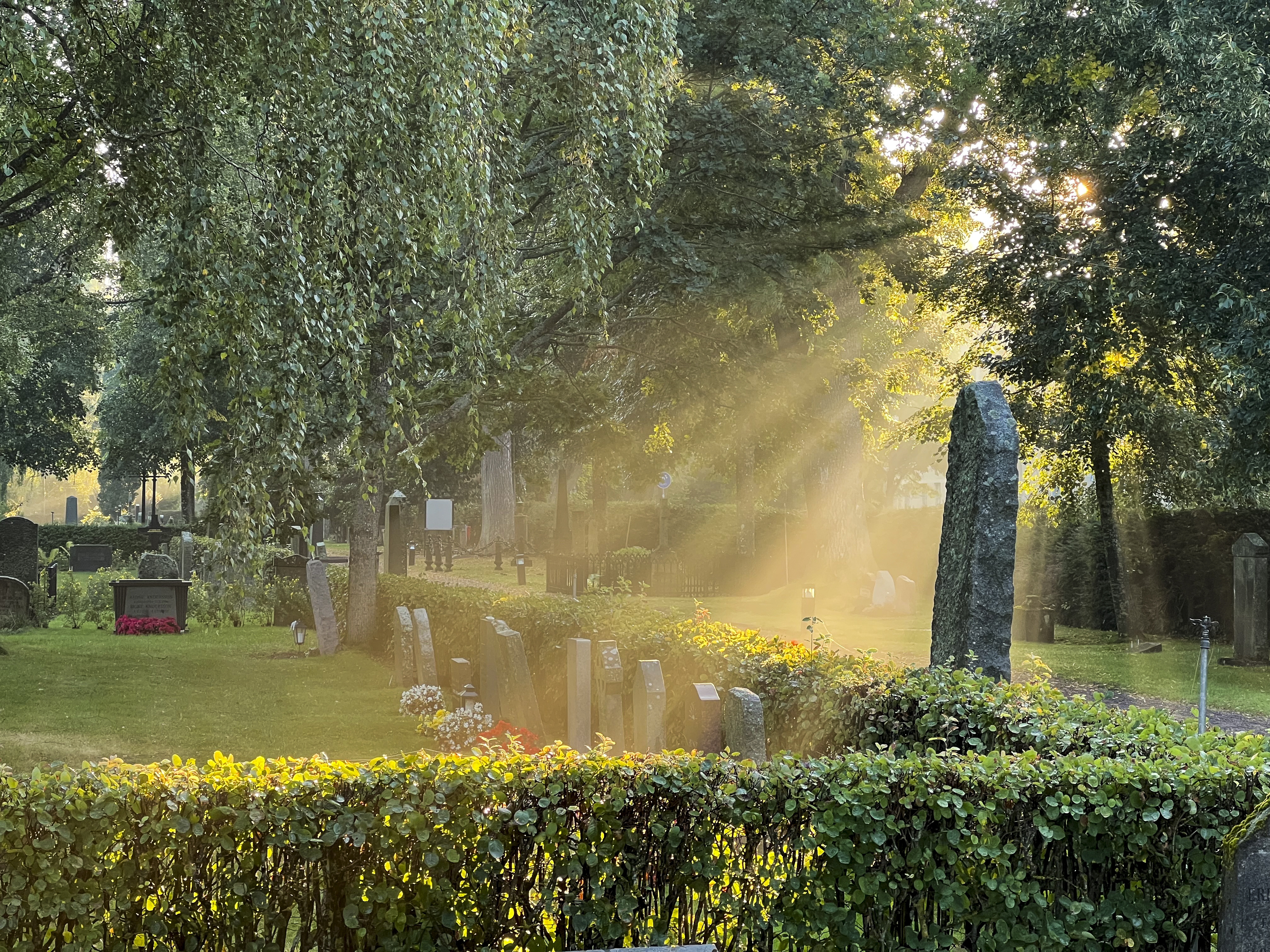 Gravstenar omgivna av gräs och träd. Strimmor av solljus lyser upp delar av kyrkogården.