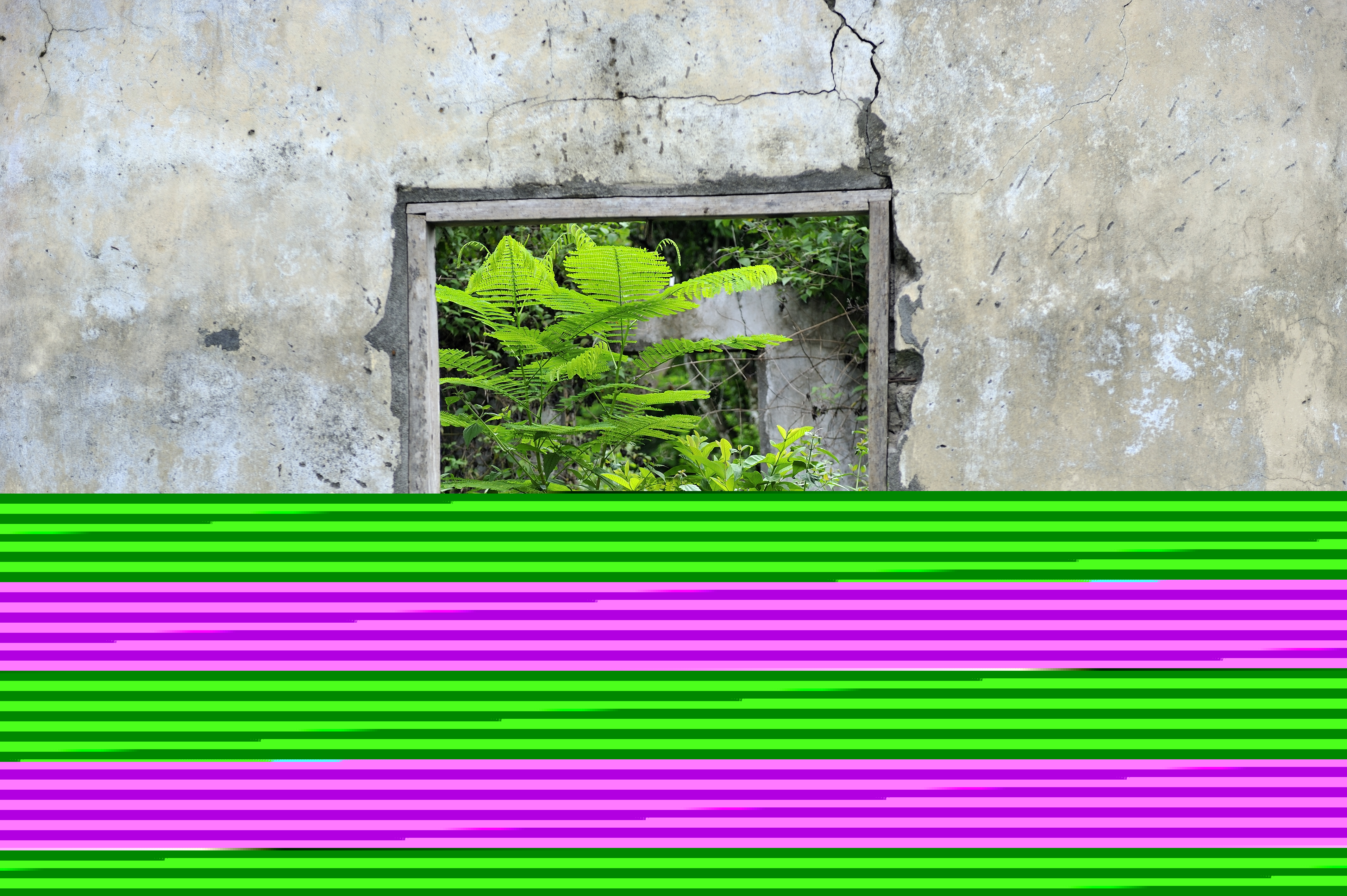 Grön växt i en ram på en mur. 