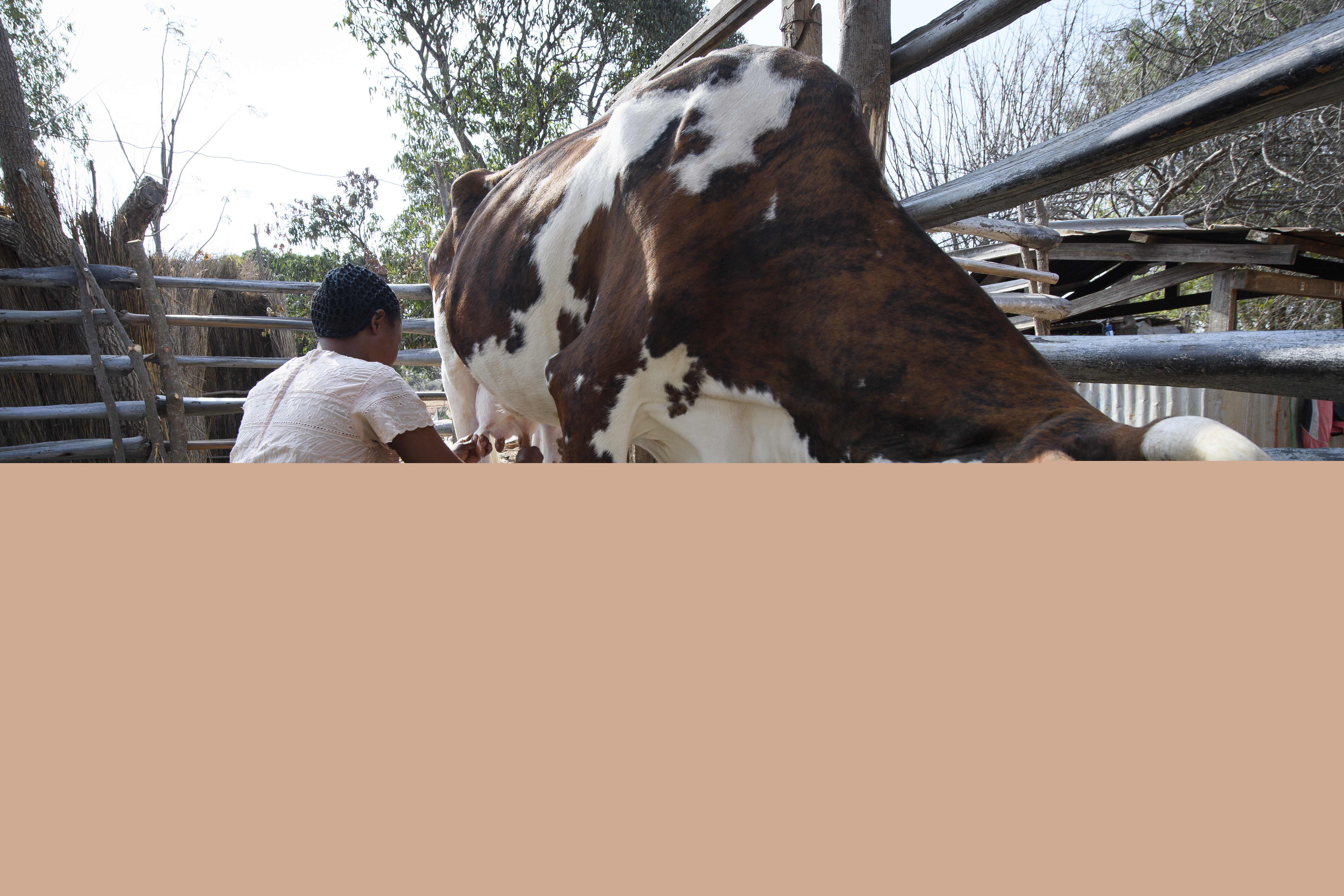 Kvinna sitter på en pall och mjölkar en ko.