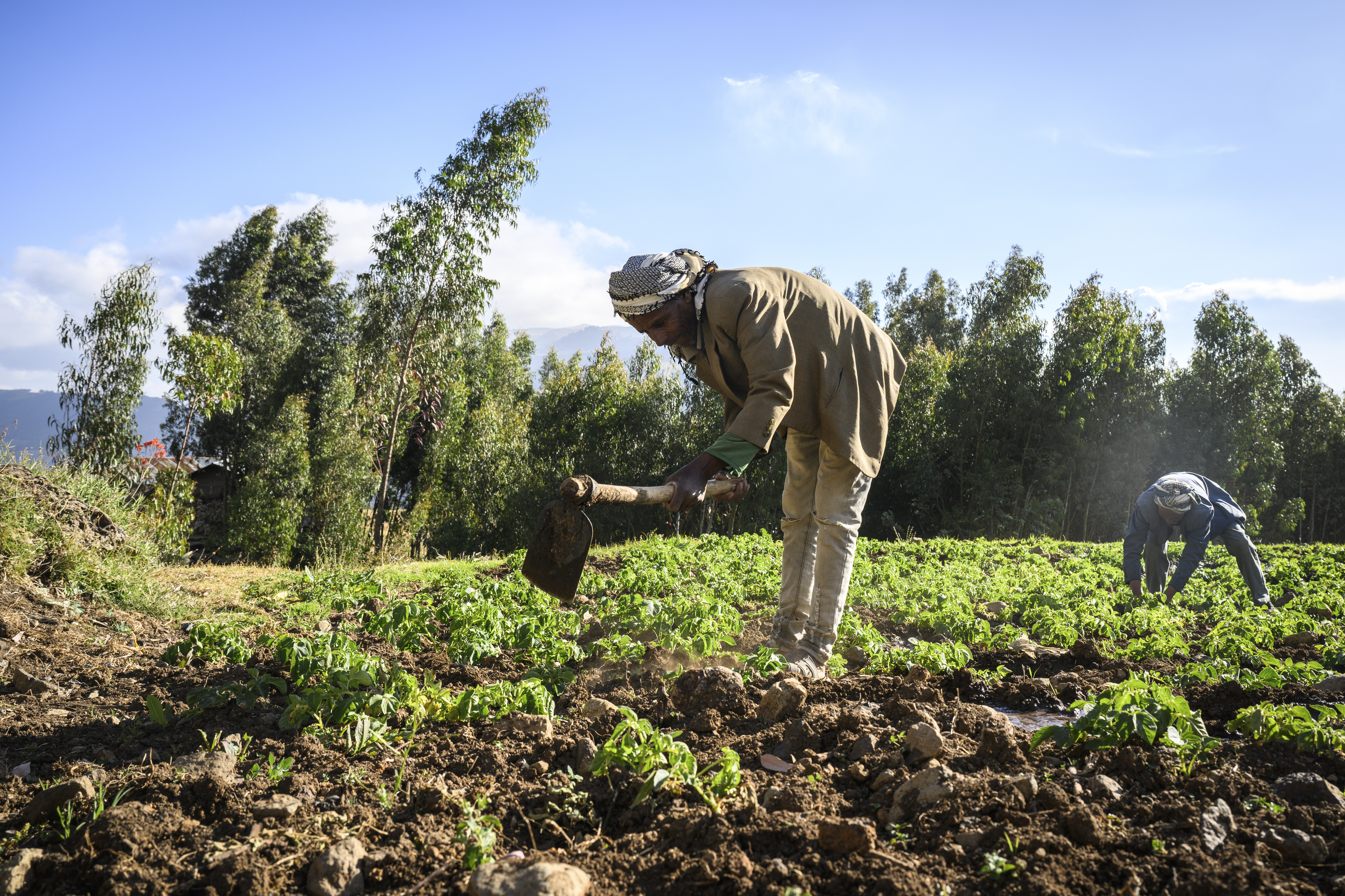Två män brukar sin jord.