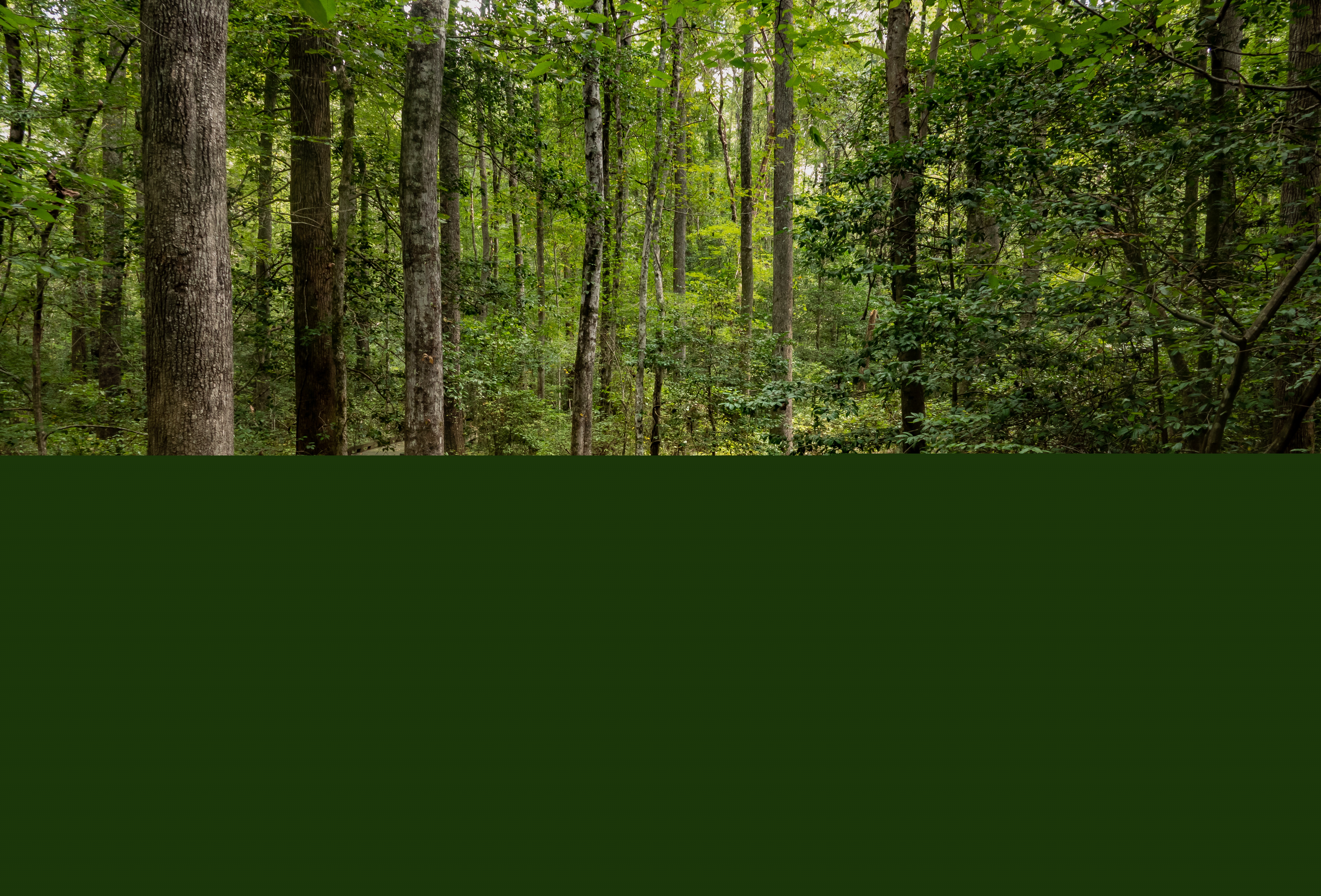 Träspång som delar sig i en tät skog.