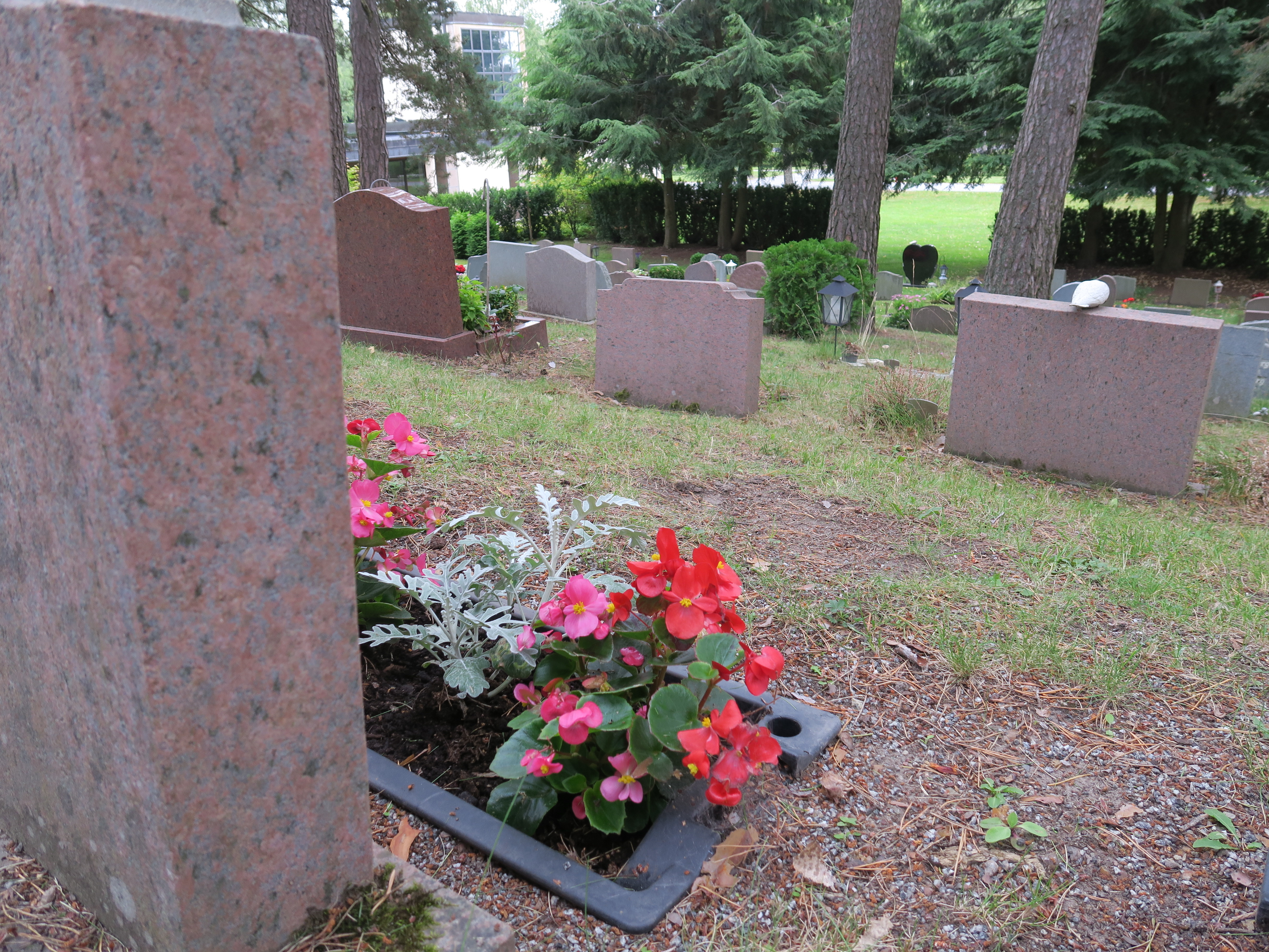 Baksidan av flera gravstenar stående i en slänt. Den närmaste gravstenen har röda blommor planterade på framsidan.