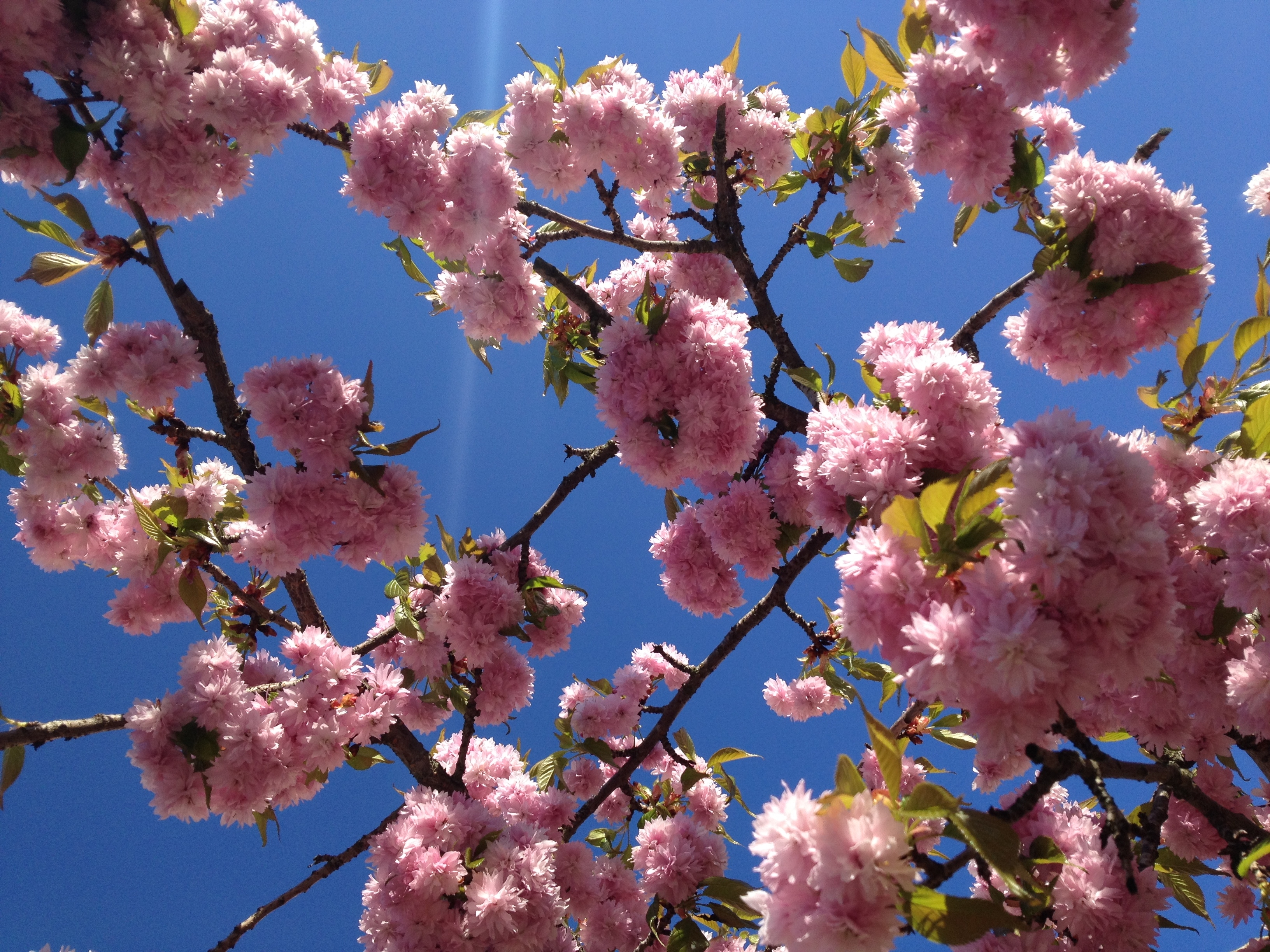 Körsbärsblommor